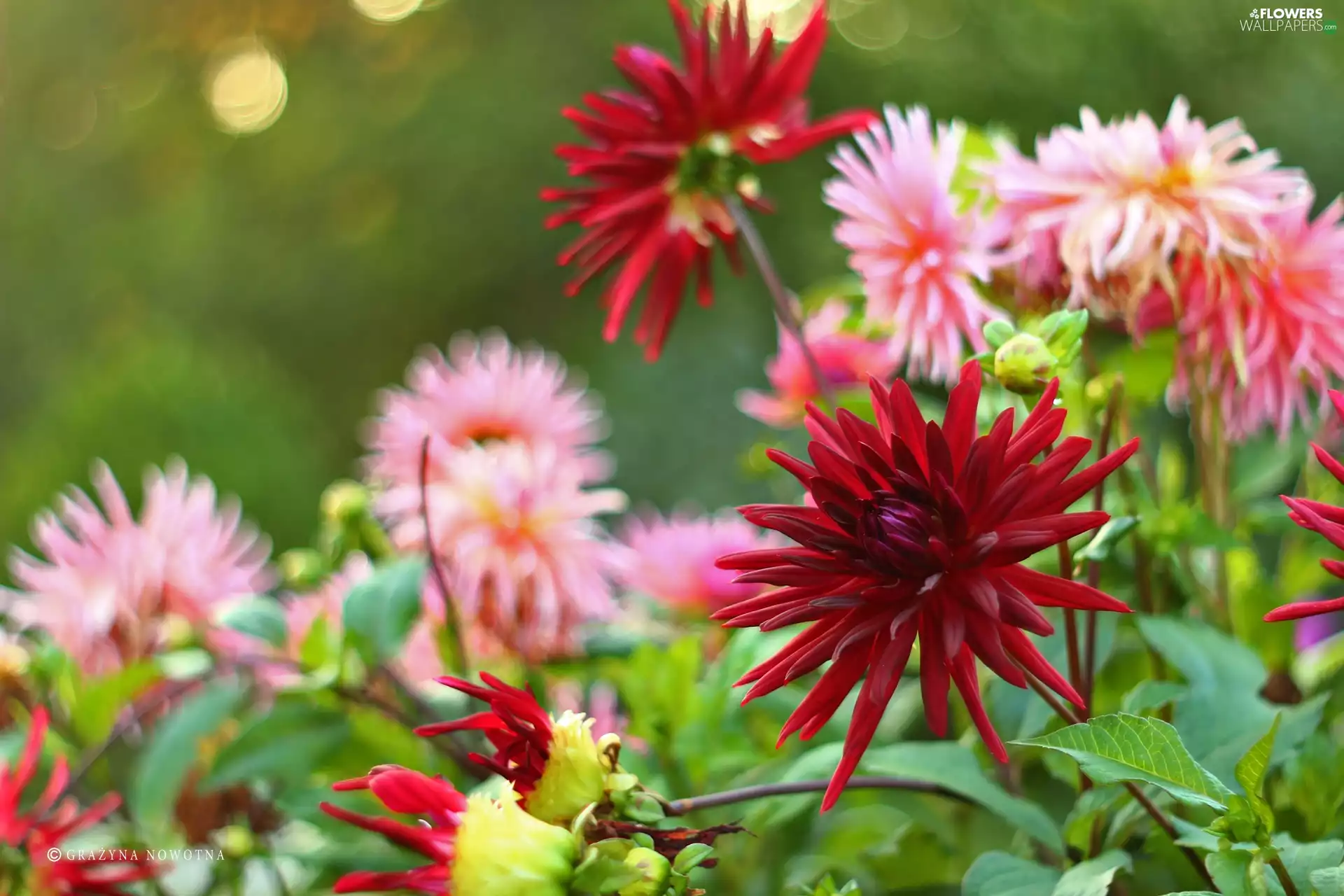Flowers, dahlias, Autumn