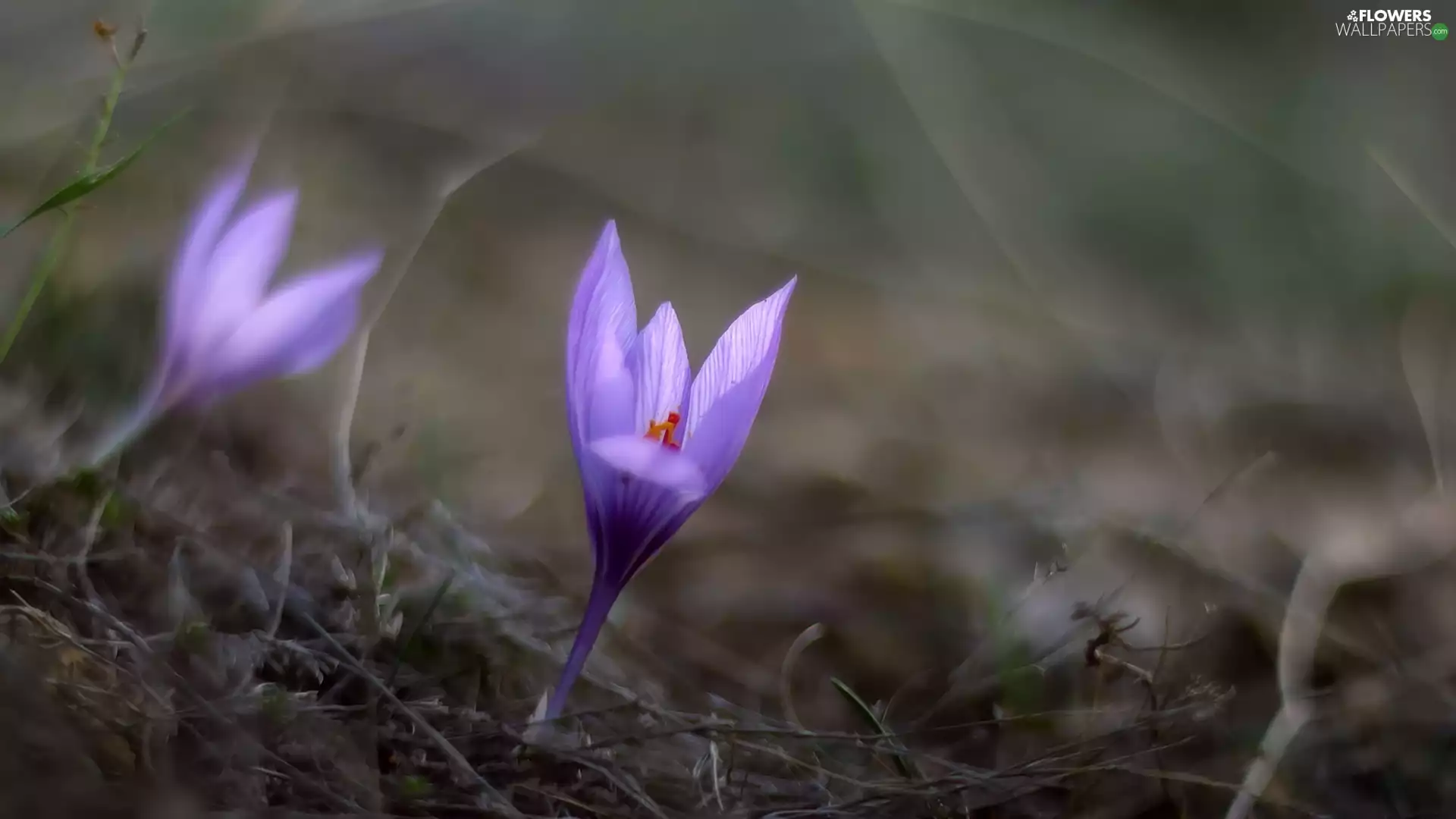 Autumn Crocus, purple, Flowers