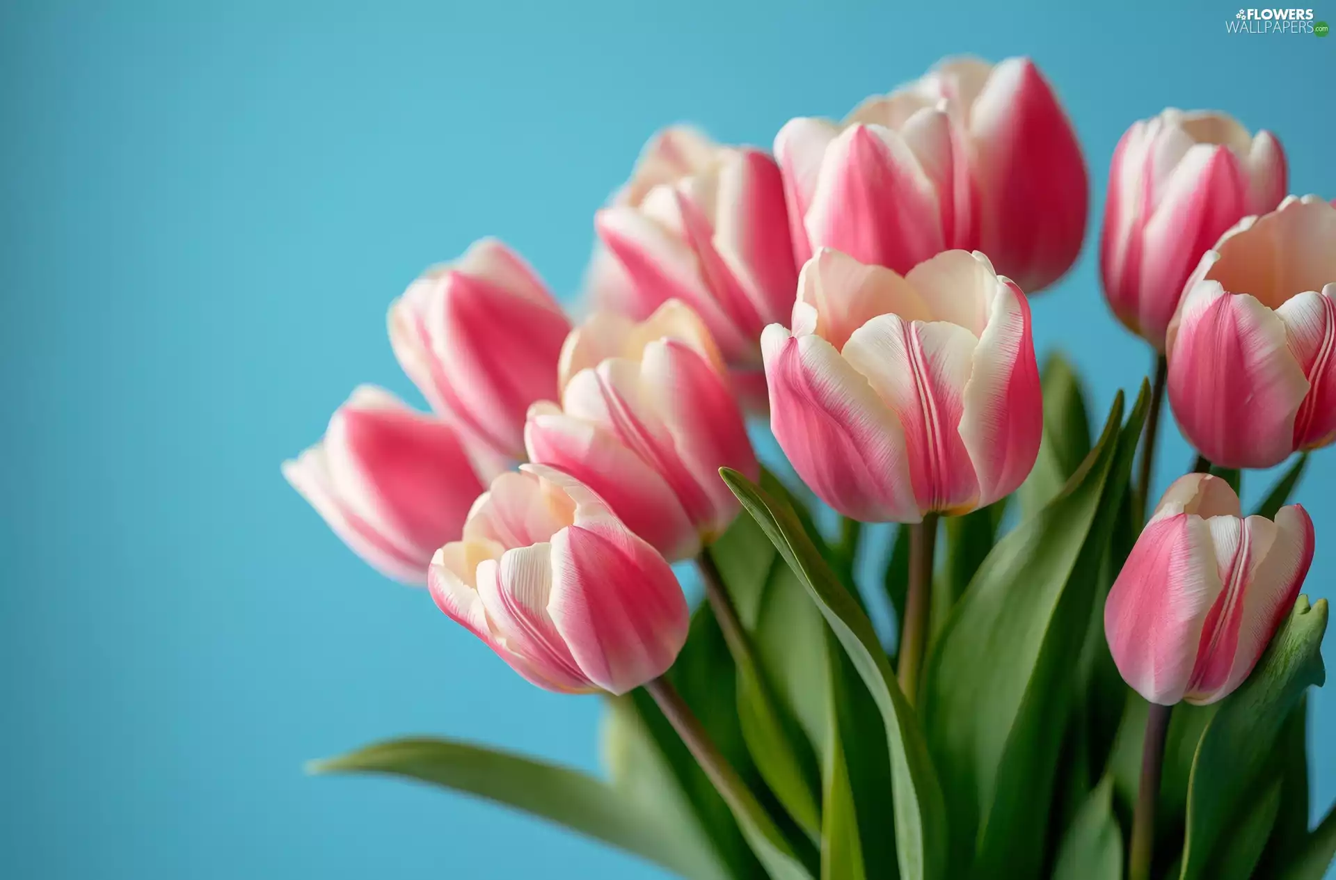 bouquet, blue background, white and pink, Tulips, Flowers