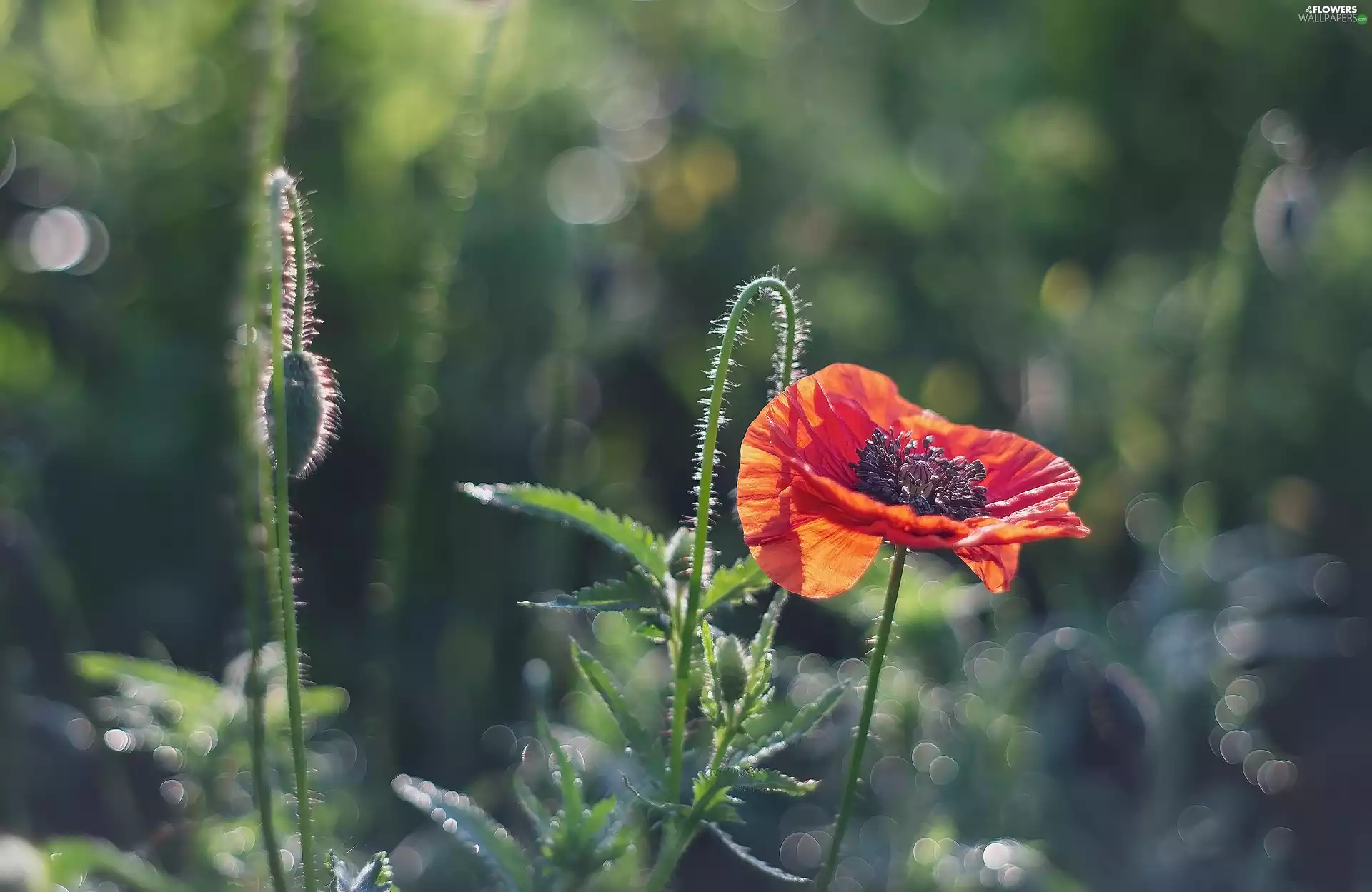 Buds, blurry background, Red, red weed, Colourfull Flowers