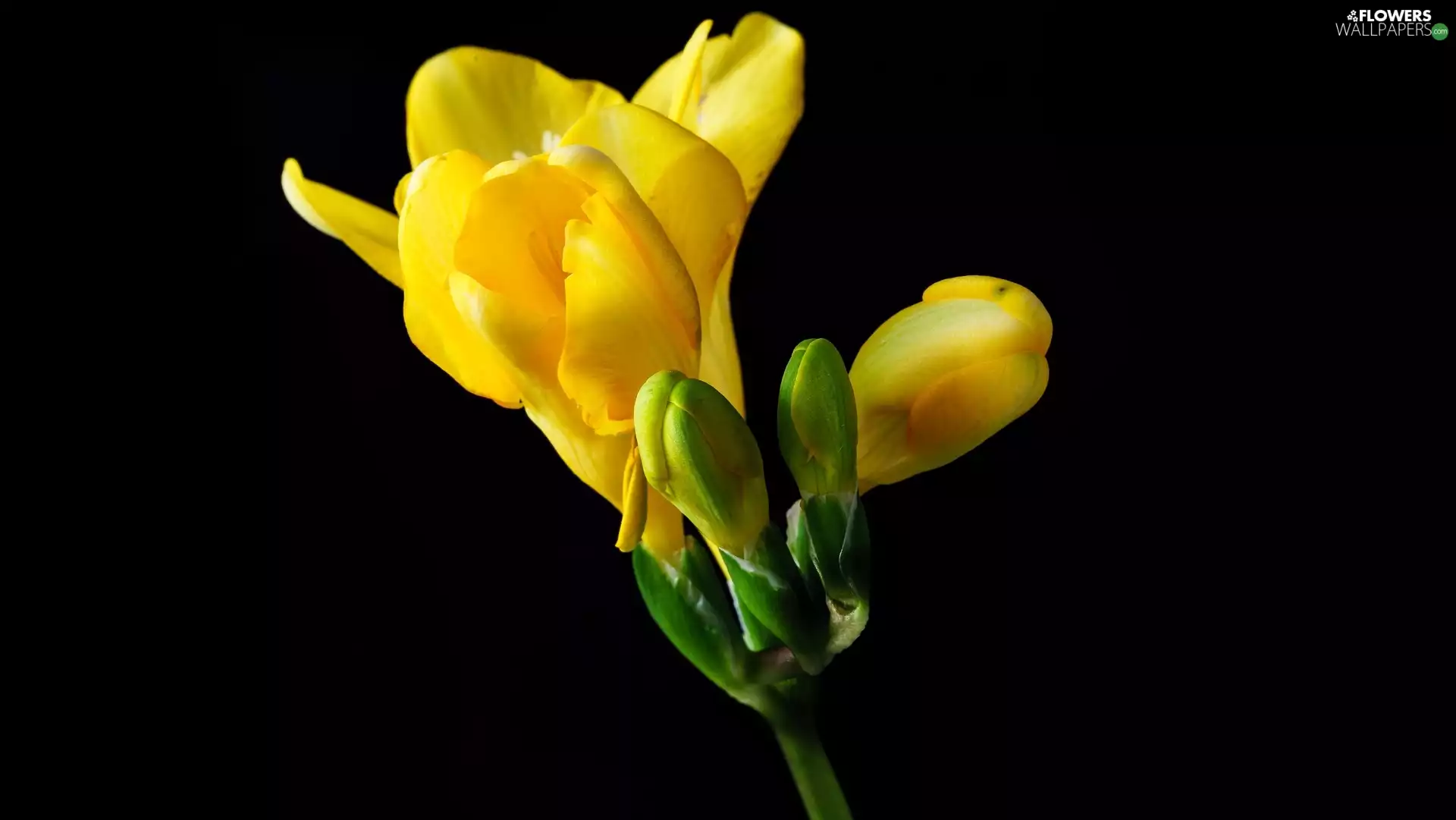 Buds, Dark Background, freesia, Yellow Honda, Colourfull Flowers