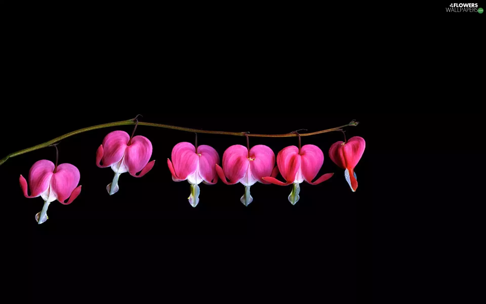 Colourfull Flowers, background, Black, hearts