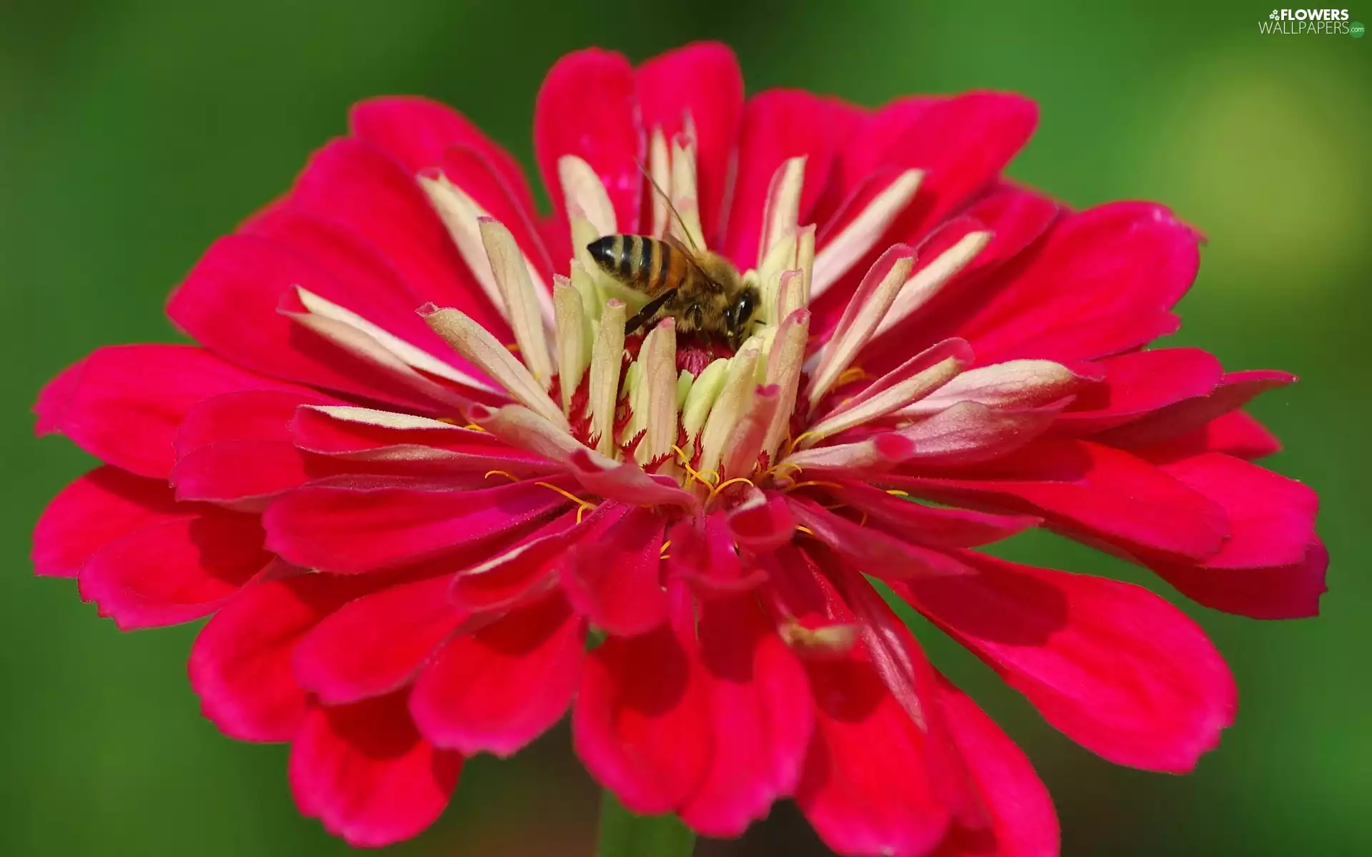 bee, Red, Colourfull Flowers