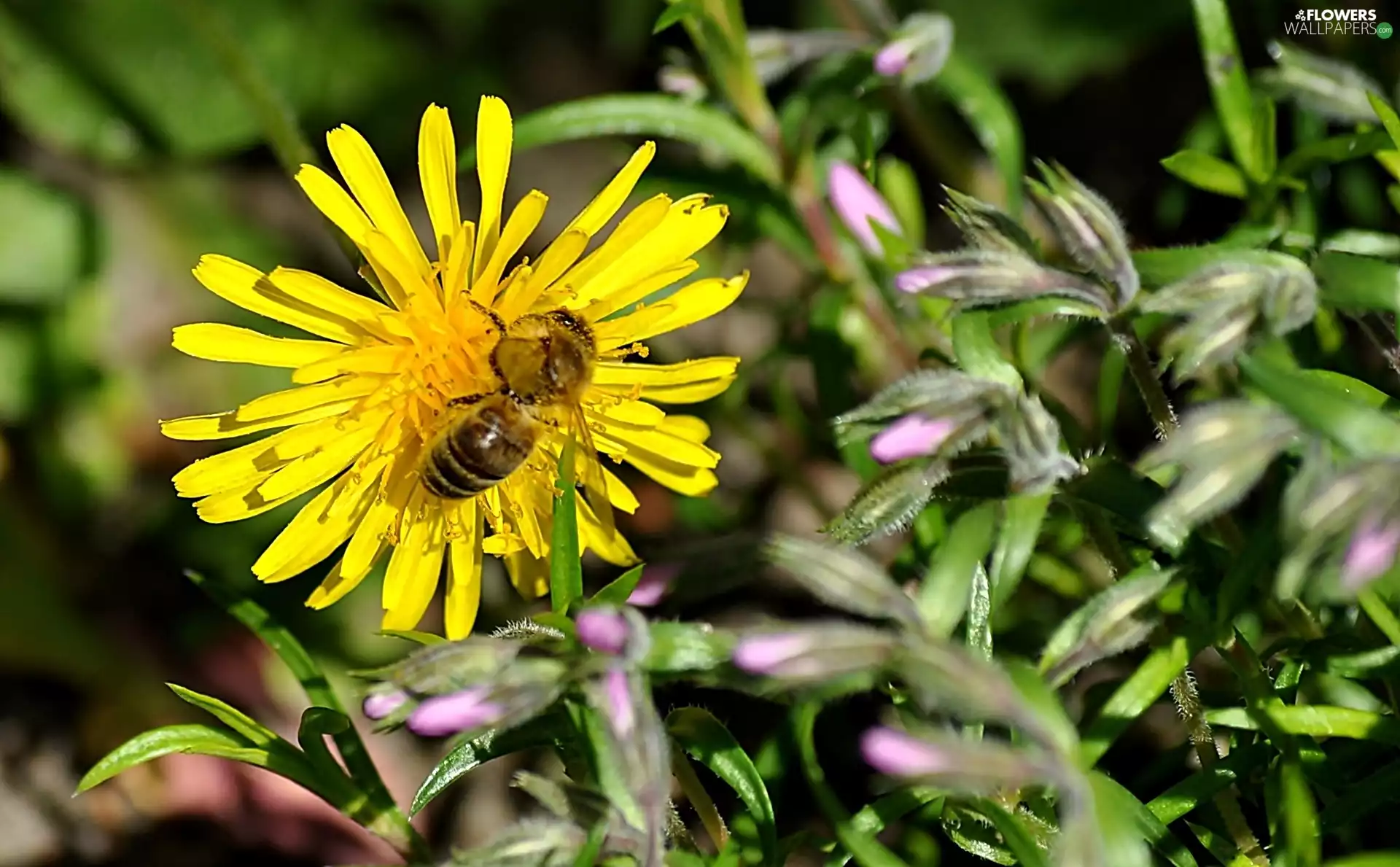 pink, flowers, bee, Buds, puffball