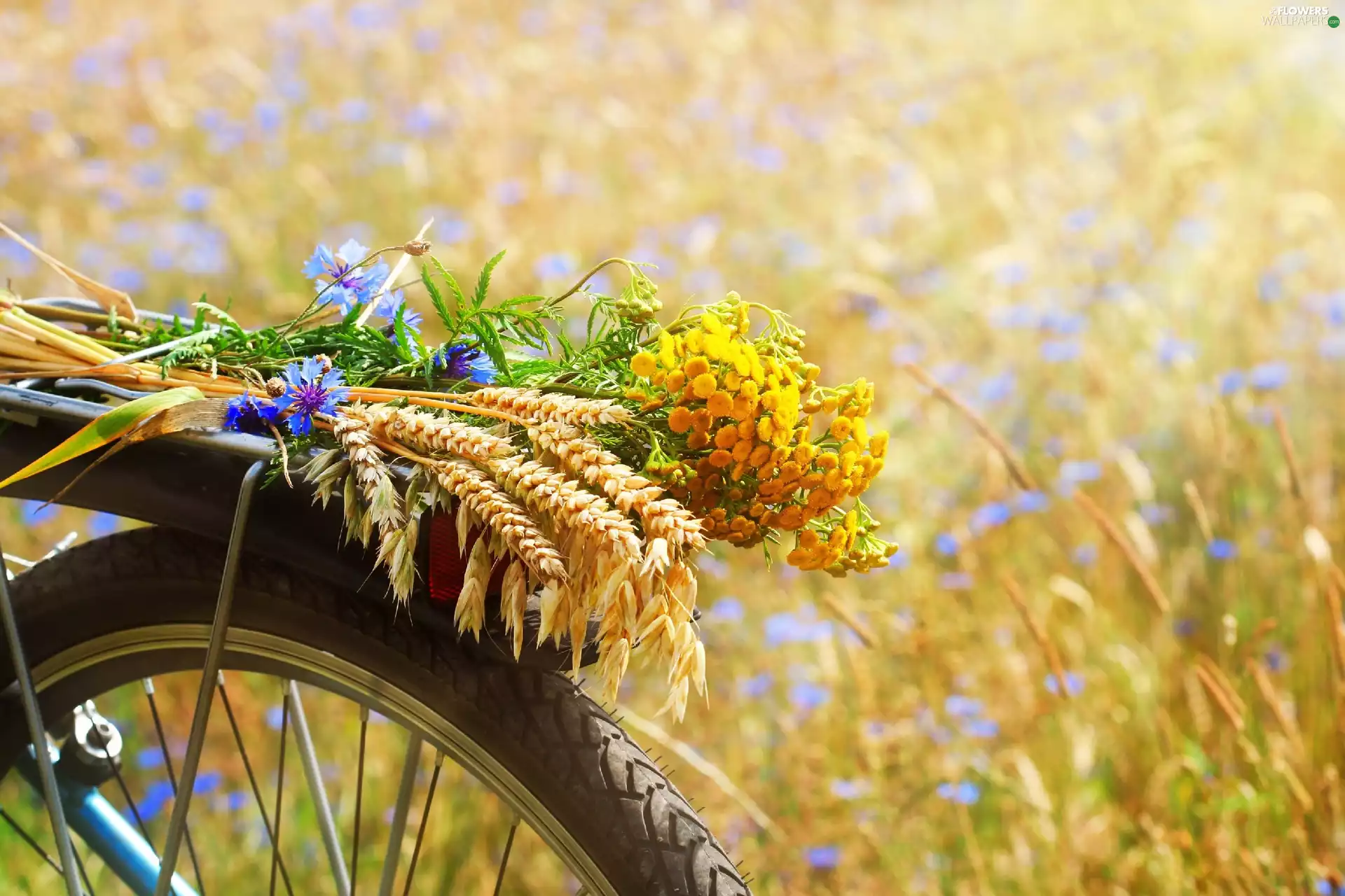 corn, Summer, Bike, flowers, bunch, oat, Field