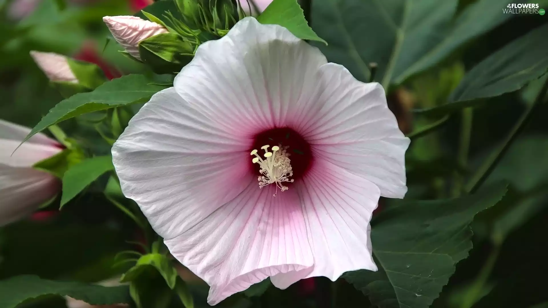 bindweed, leaves, Buds, Flowers