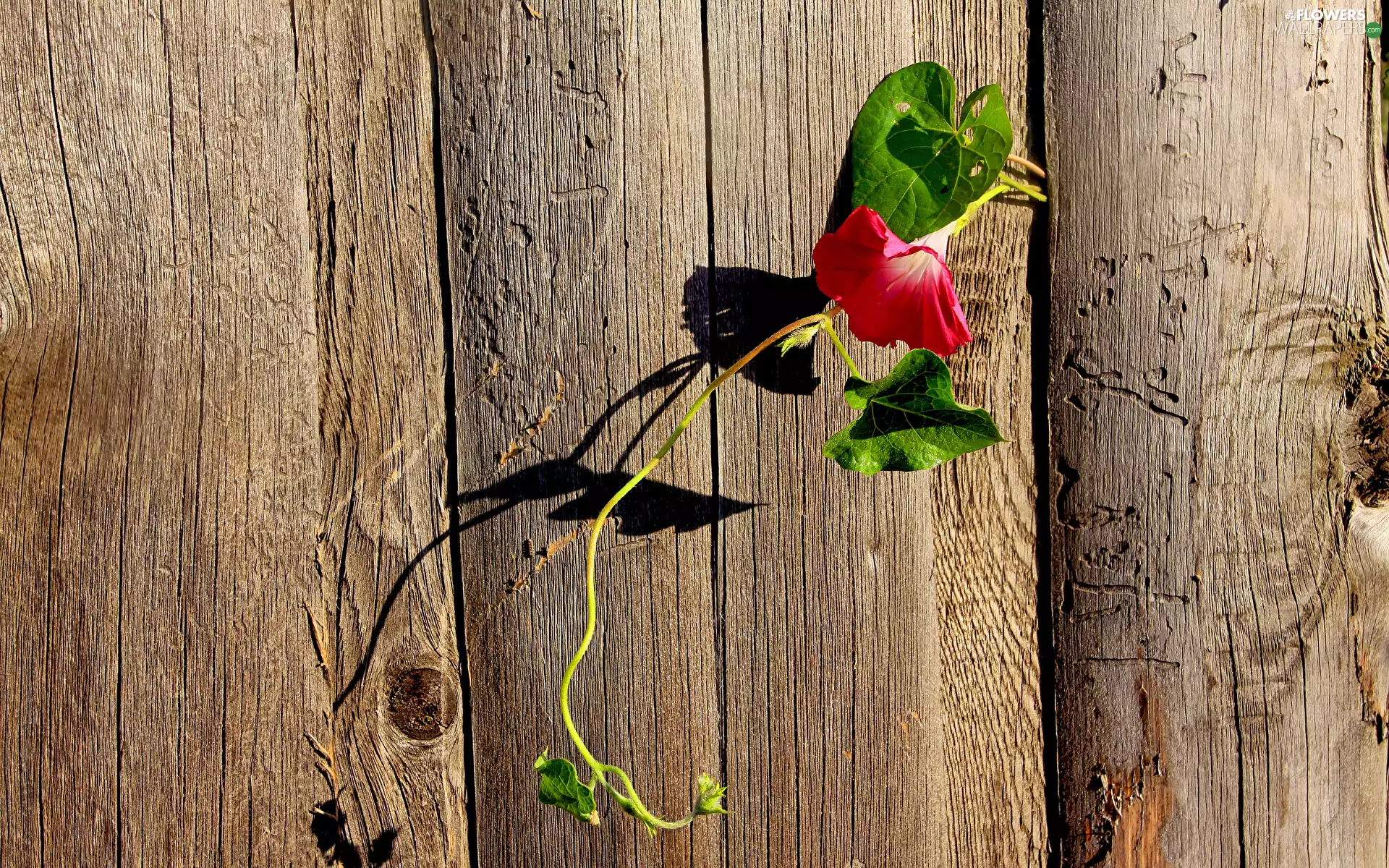 Fance, boarding, Colourfull Flowers, climber, bindweed