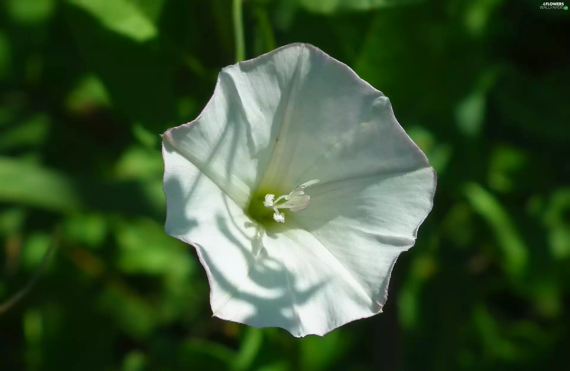 bindweed, nature, Colourfull Flowers
