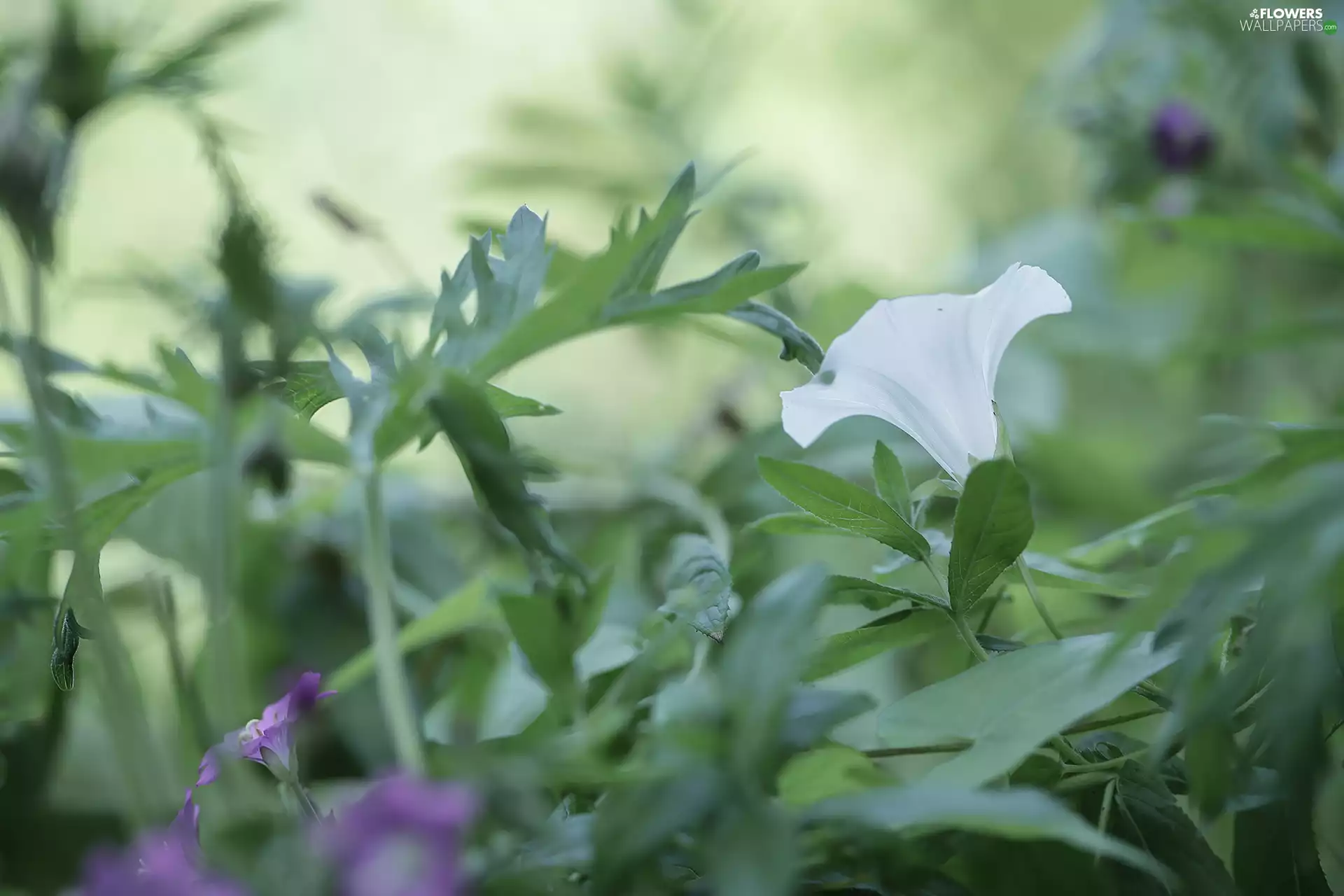 bindweed, White, Colourfull Flowers