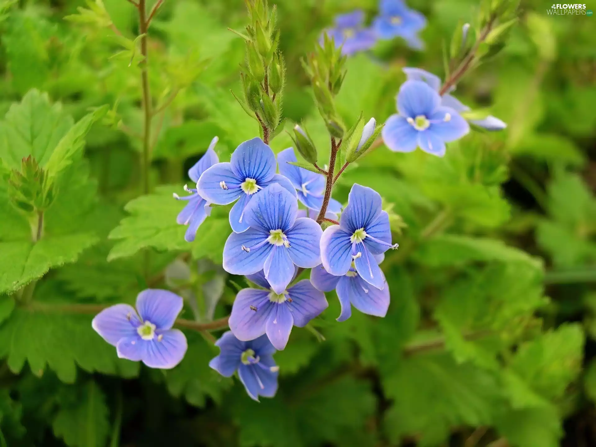 Birdeye Speedwell, blue, Flowers