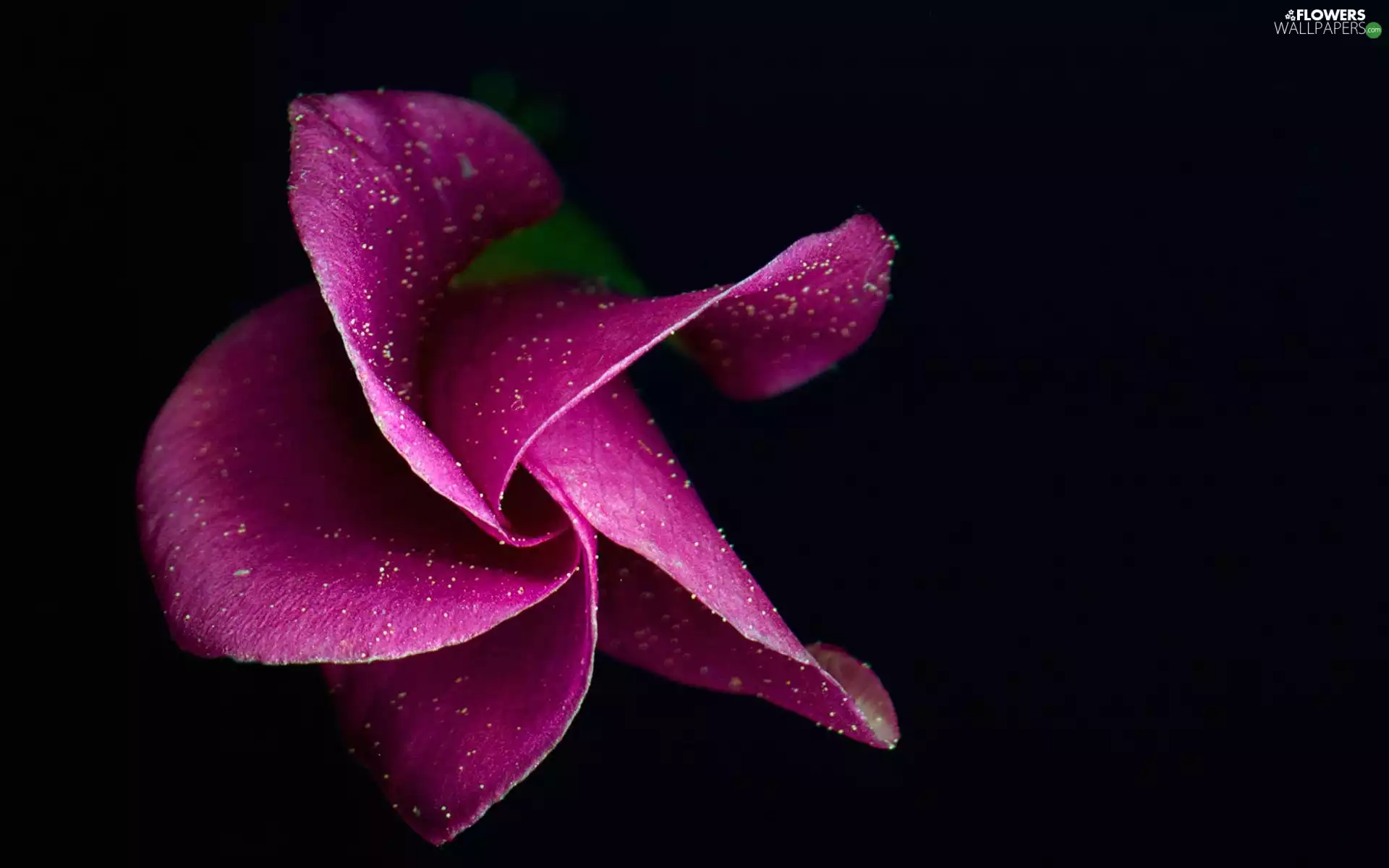 Green Leaf, black background, rose, Violet, Colourfull Flowers