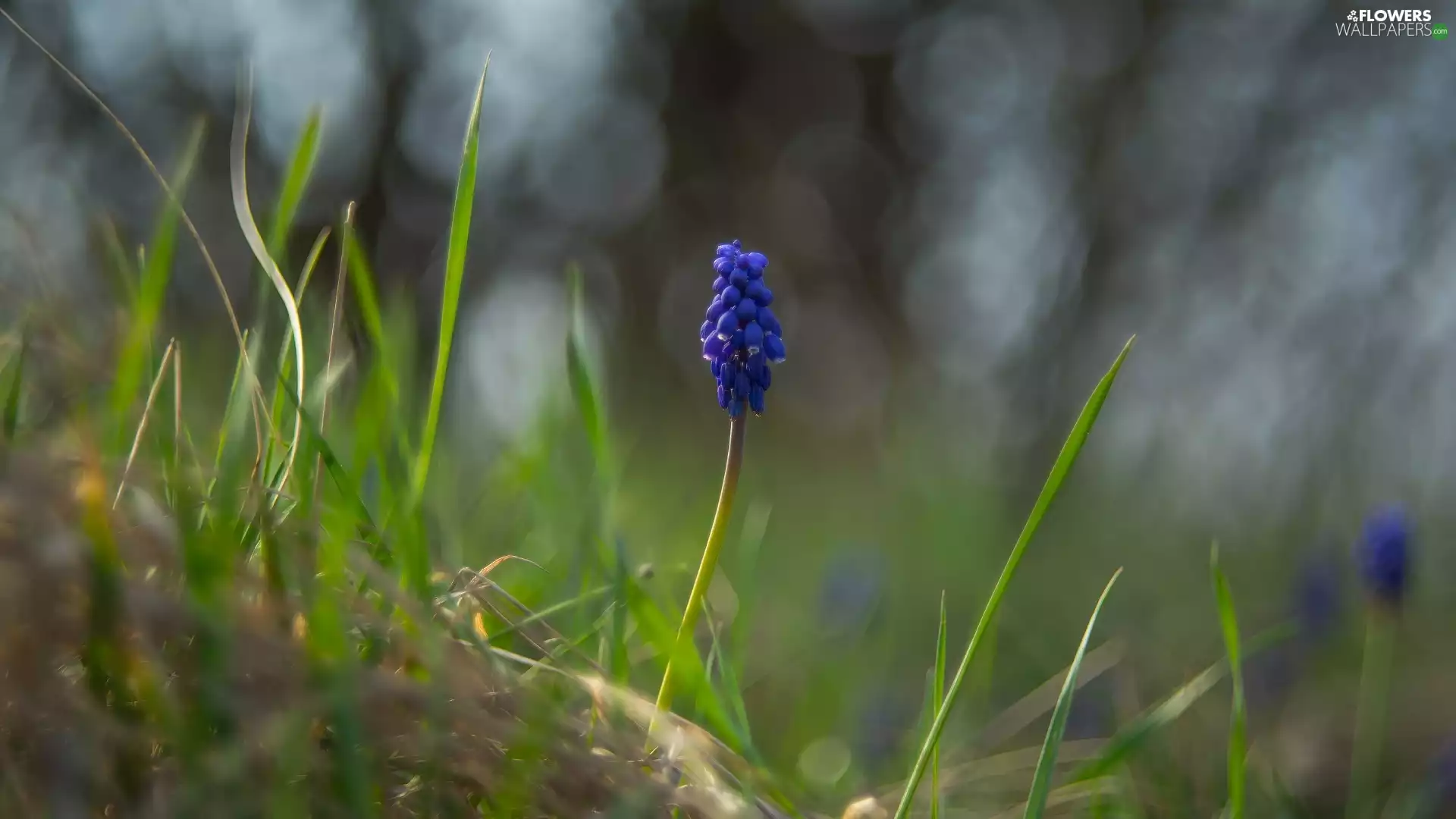 Colourfull Flowers, blades, grass, Muscari