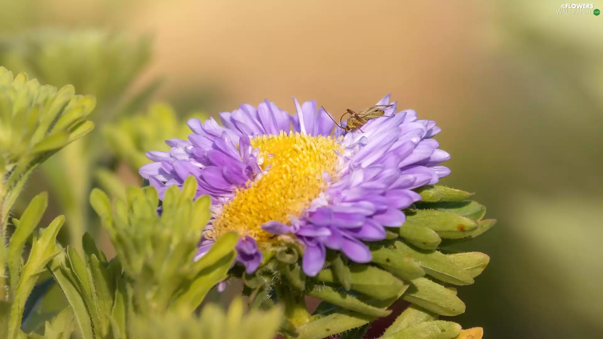 Leaf, Insect, Colourfull Flowers, Aster, bloom