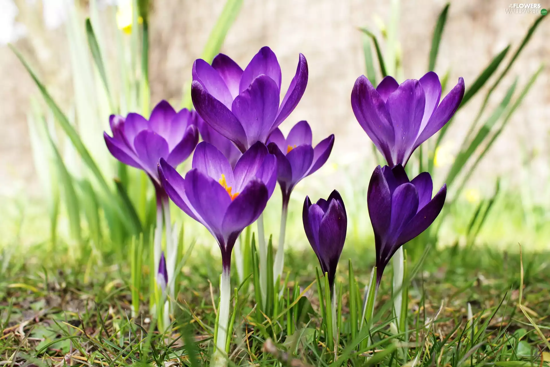 bloom, purple, crocuses, Flowers