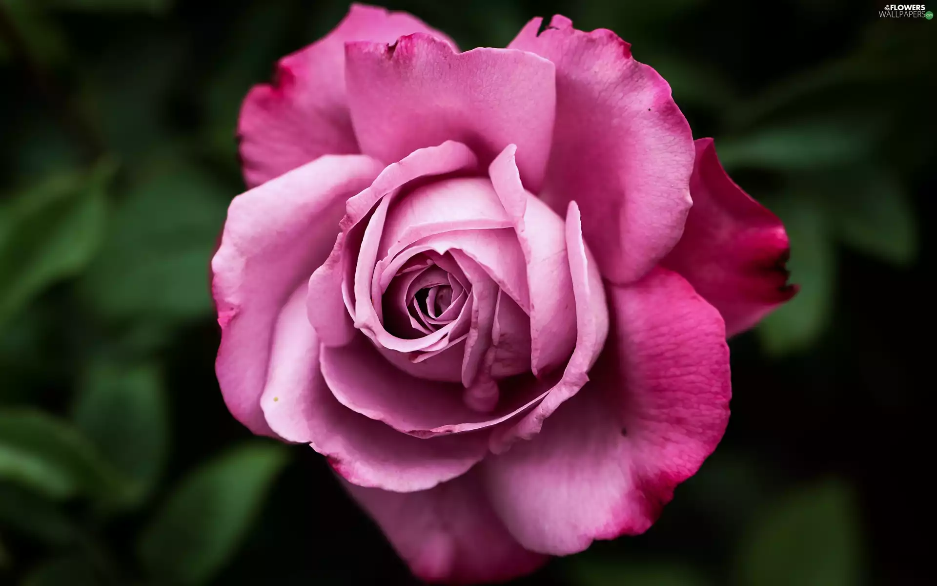 Colourfull Flowers, bloom, rose, Pink