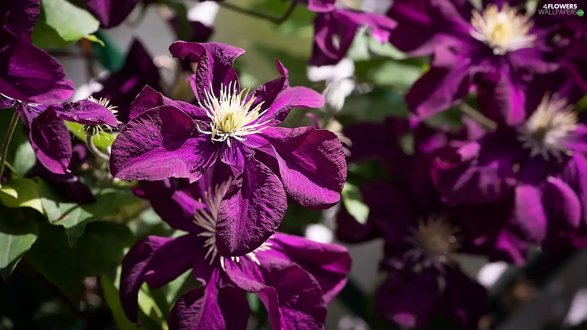 bloom, Clematis, purple, Flowers