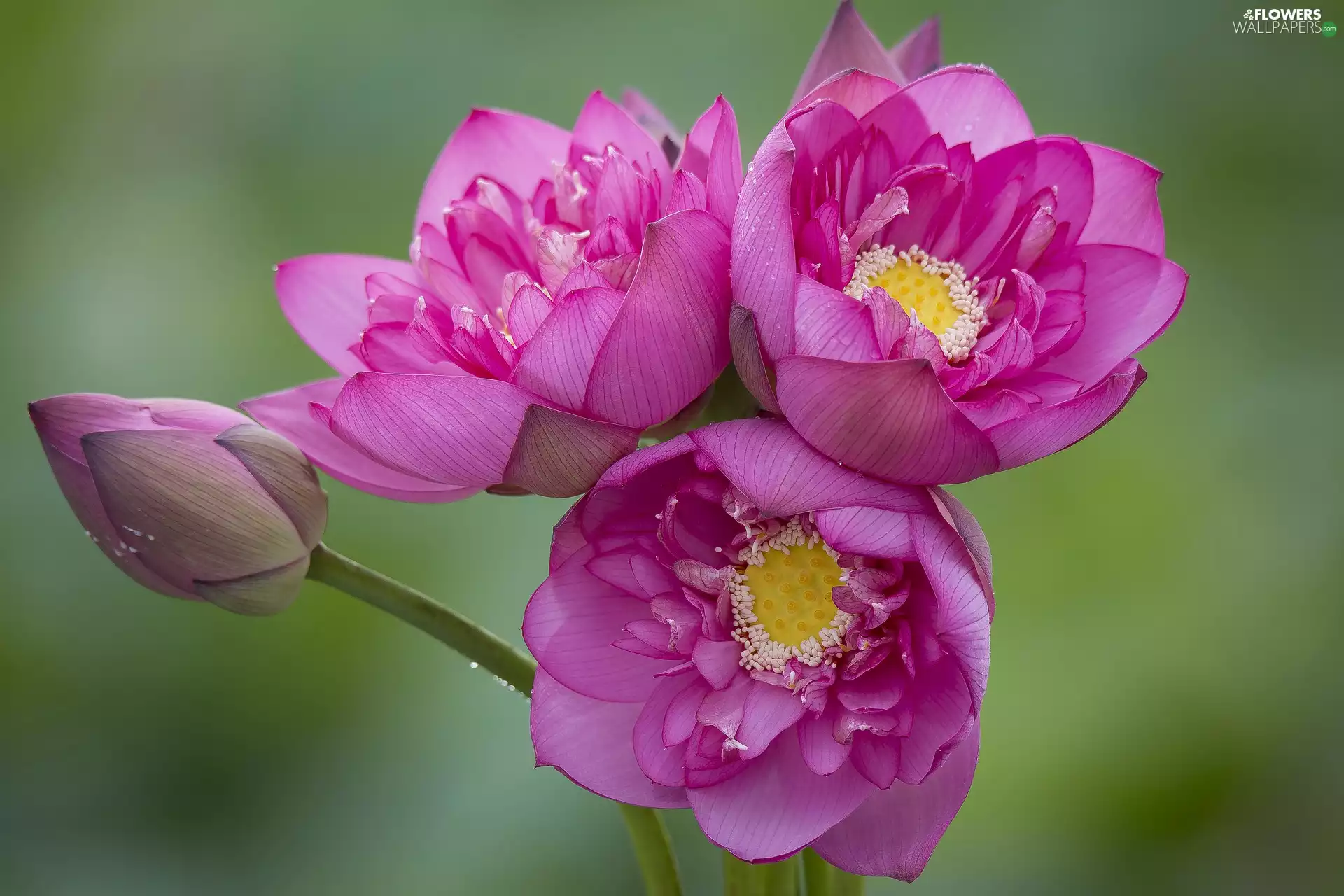 blooming, lotus, bud, Flowers