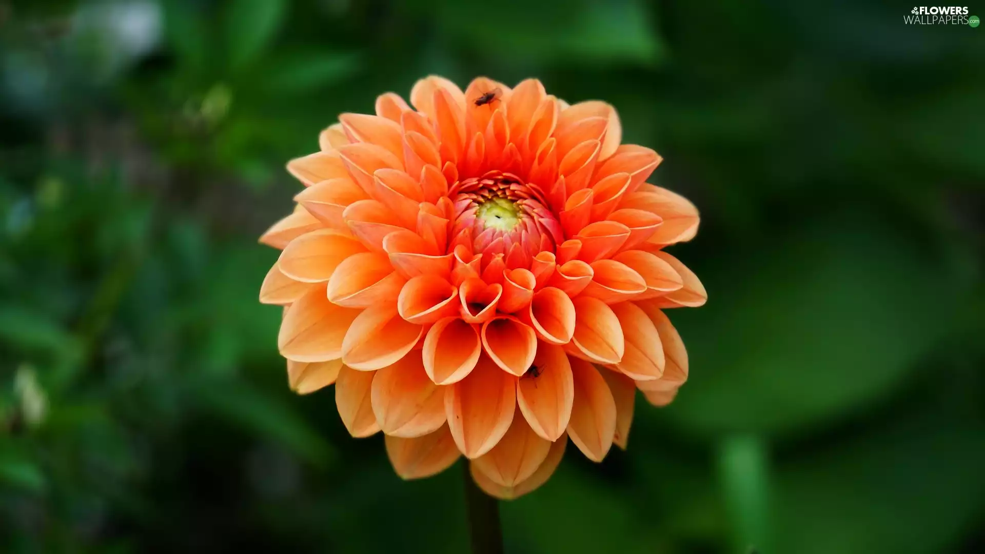 Colourfull Flowers, Blossoming, Dalia, Orange