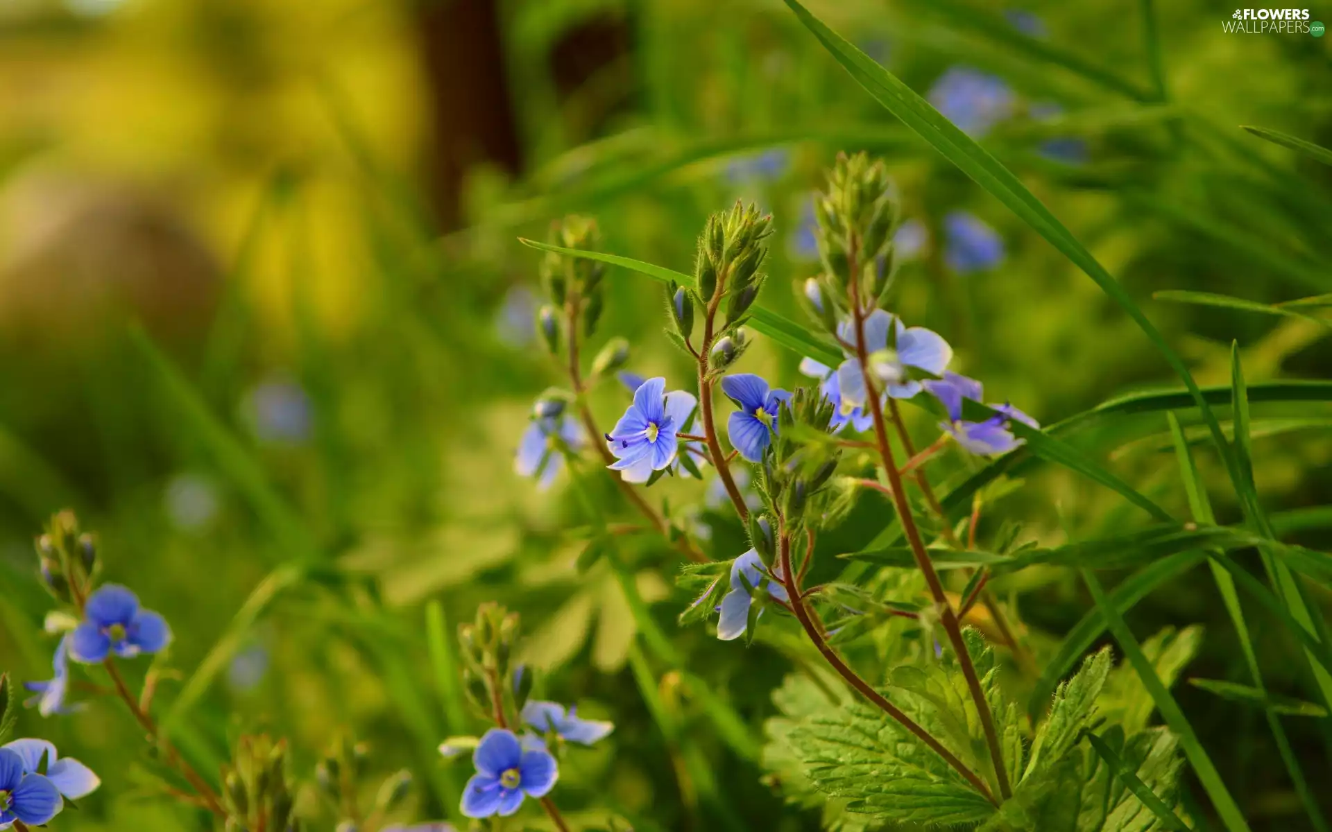 grass, blurry background, Flowers, speedwell, Blue