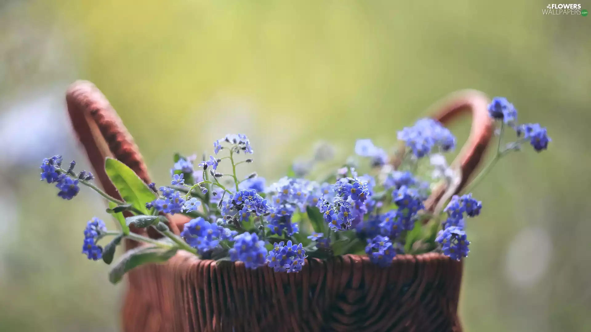 Blue, Forget, basket, Flowers