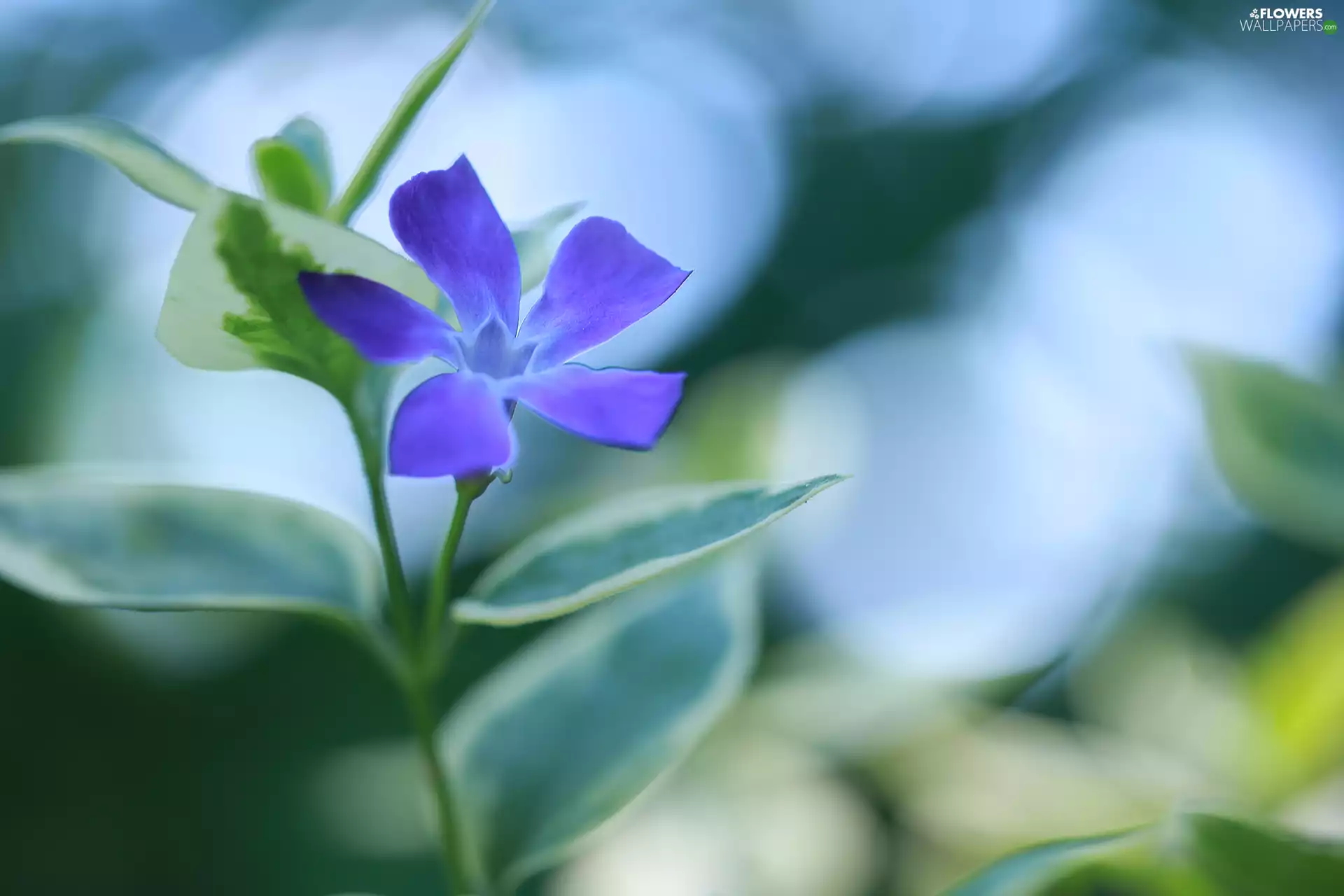 blue, myrtle, Colourfull Flowers