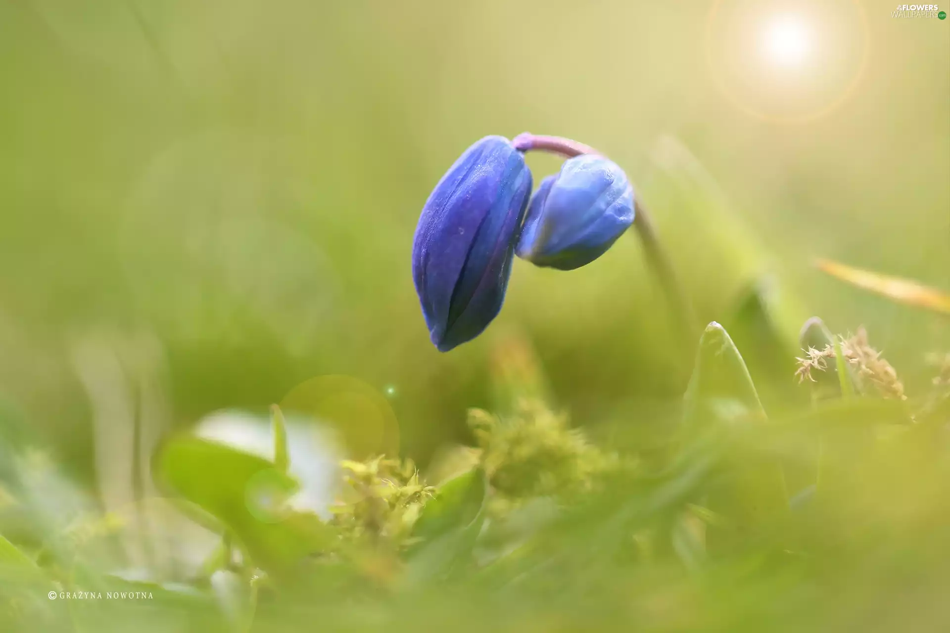 Siberian squill, Colourfull Flowers, bud, blue