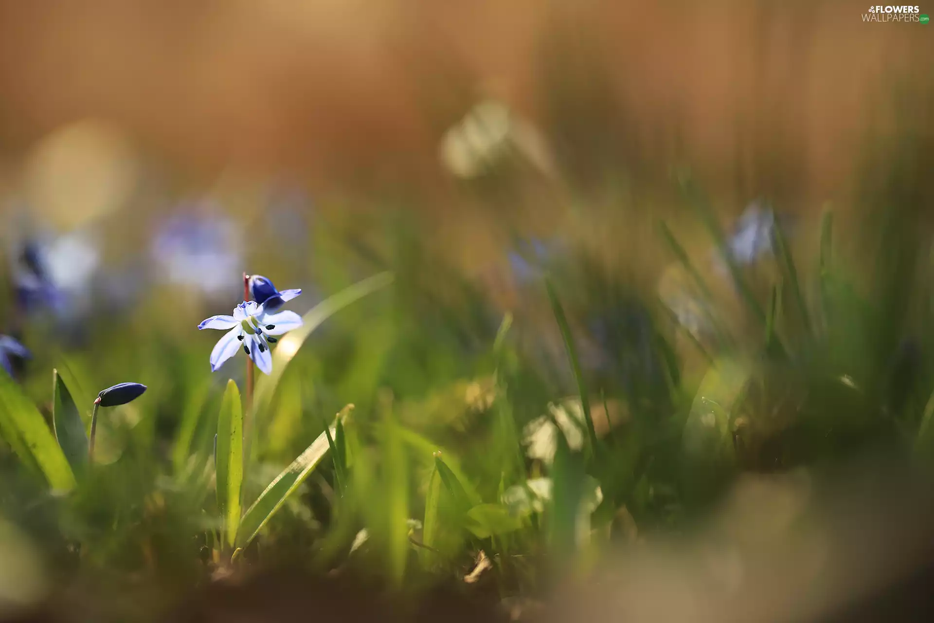 Siberian squill, Colourfull Flowers, Buds, blue