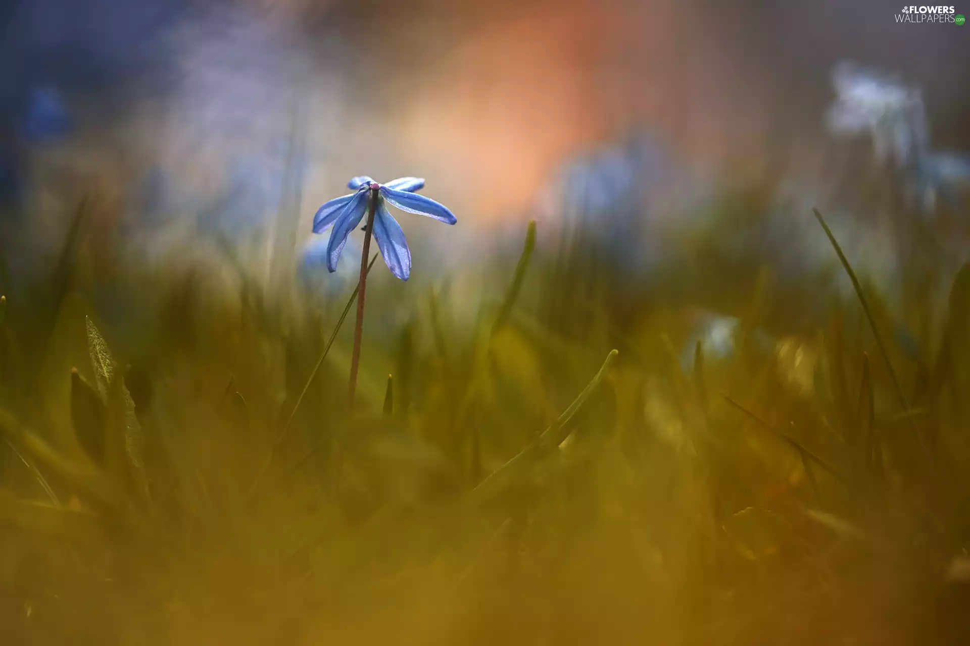 Siberian squill, Colourfull Flowers, grass, blue