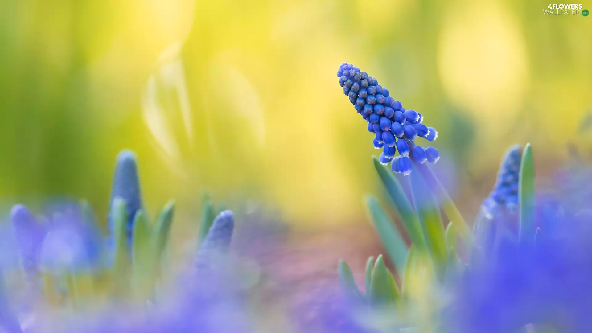 Yellow, background, Colourfull Flowers, Muscari, blue