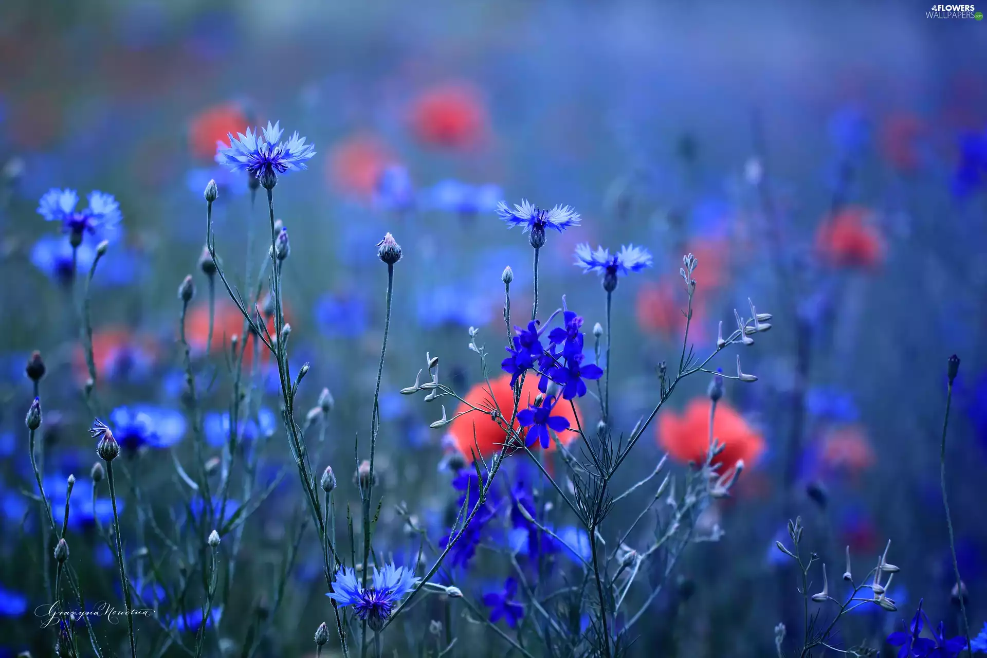 Flowers, cornflowers, Blue