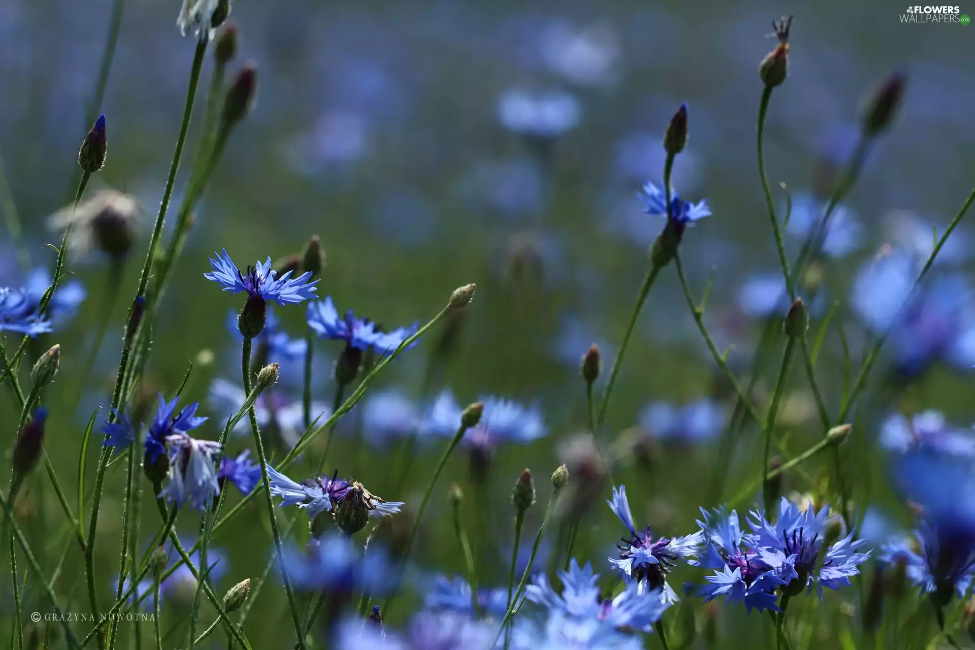 Flowers, cornflowers, Blue