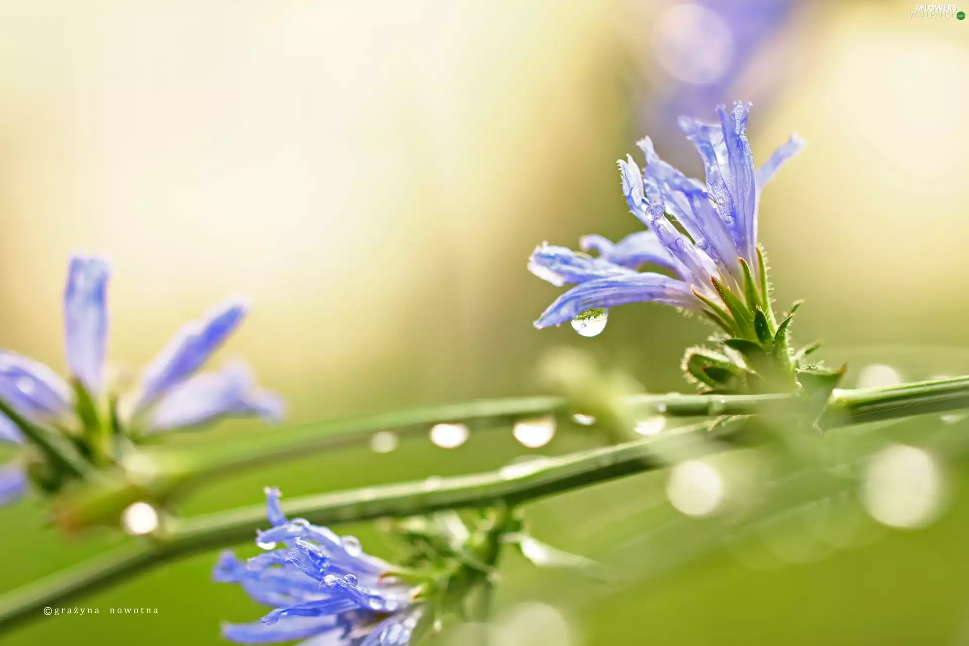 Flowers, endive, Blue