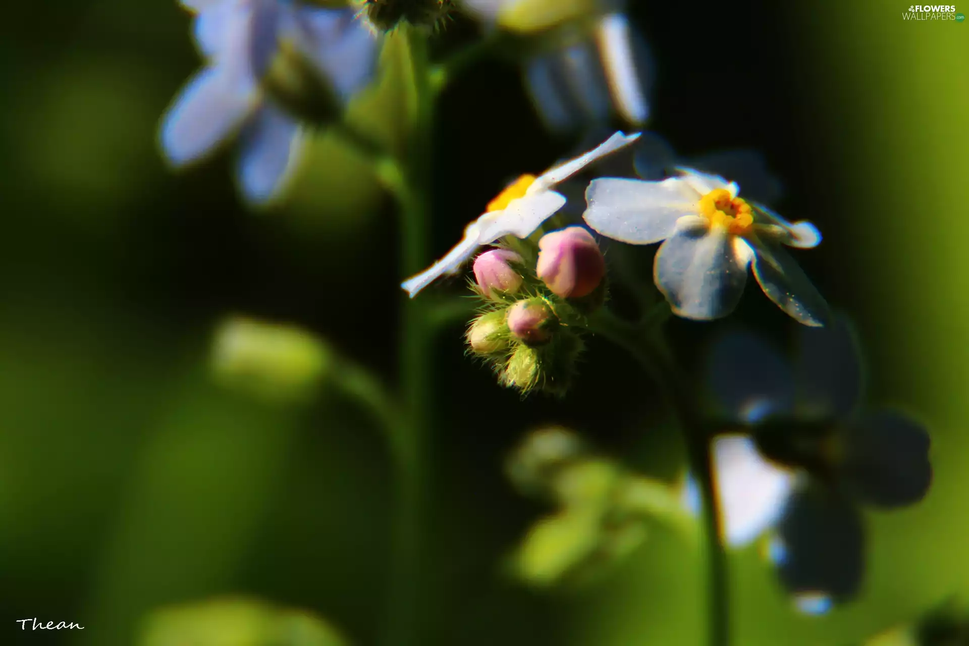 Flowers, Forget, Blue