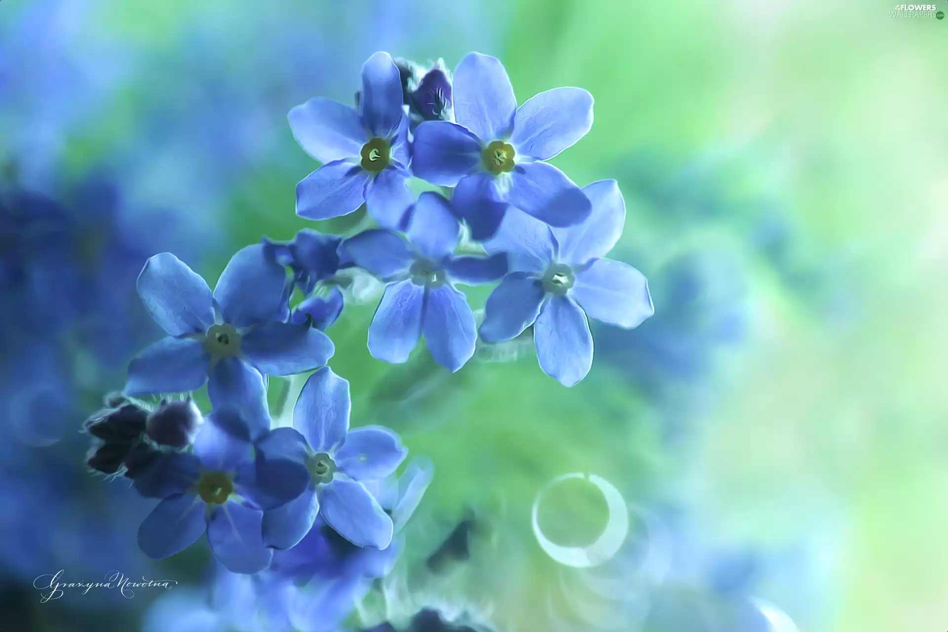 Flowers, Forget, Blue
