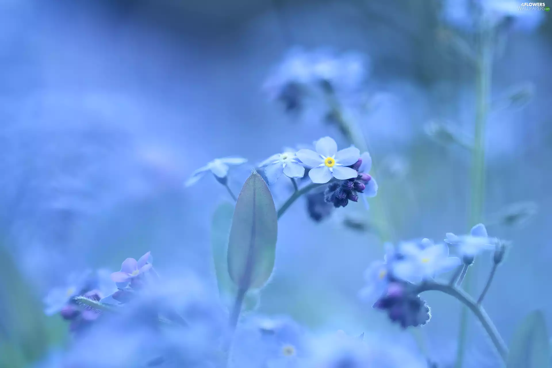 Flowers, Forget, Blue