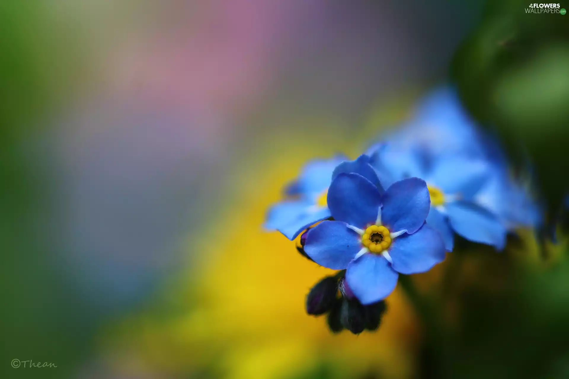 Flowers, Forget, Blue