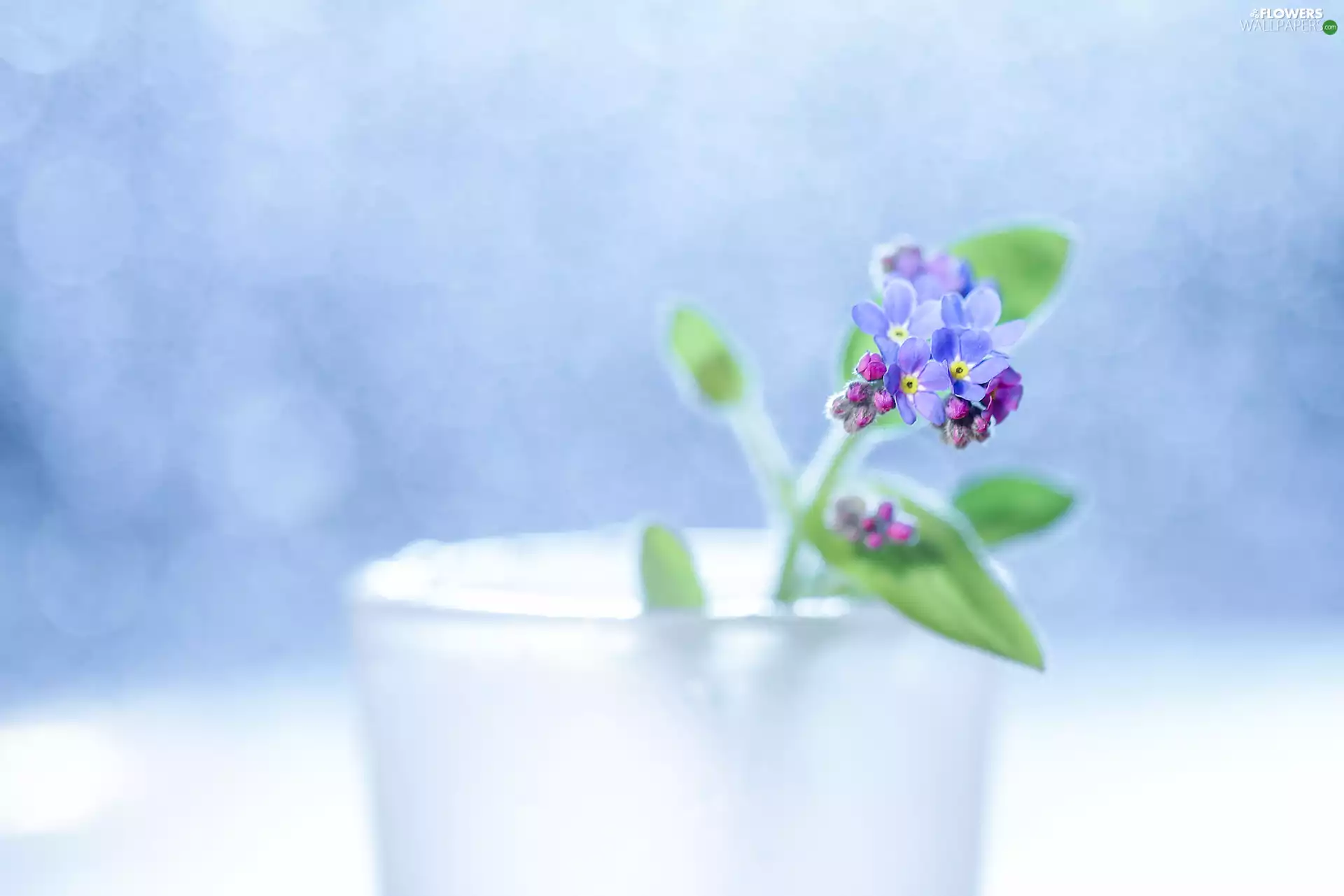 Flowers, Forget, Blue