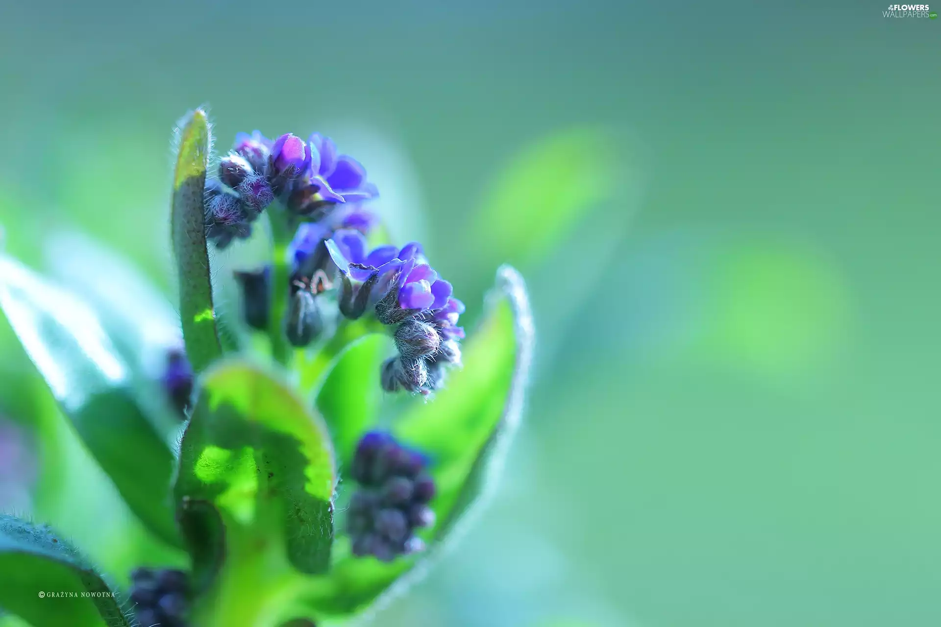 Flowers, Forget, Blue