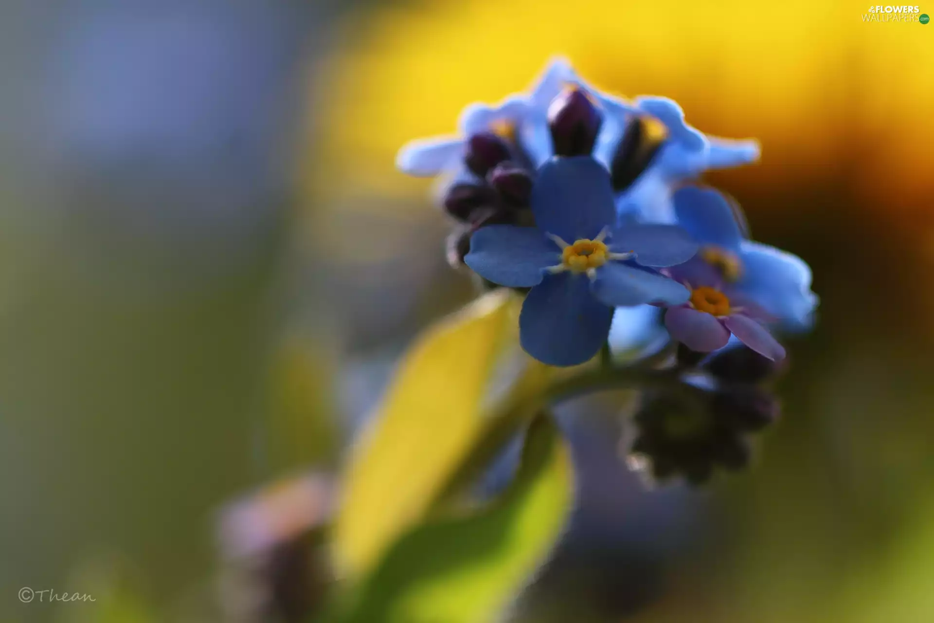 Flowers, Forget, Blue