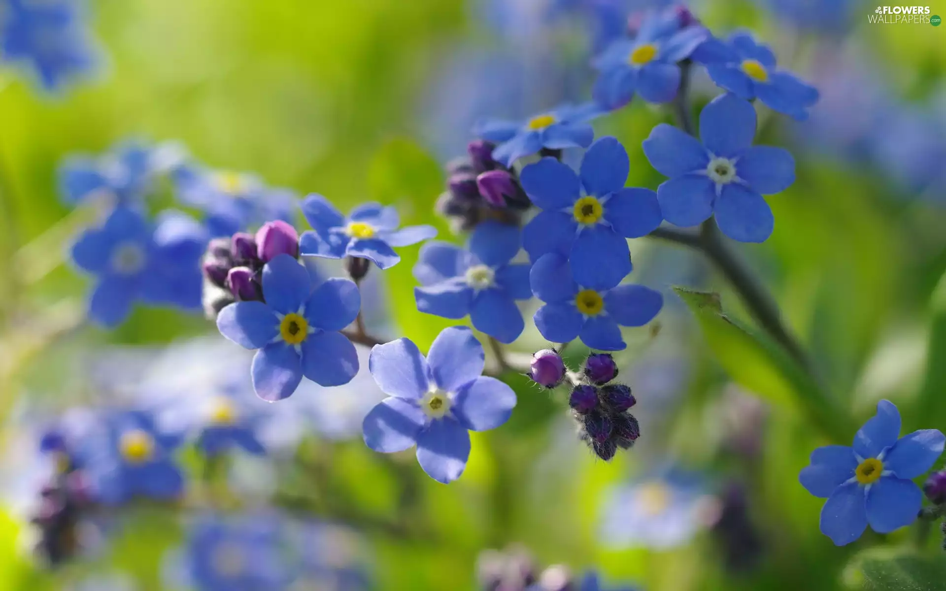 Blue, rapprochement, Forget, Flowers