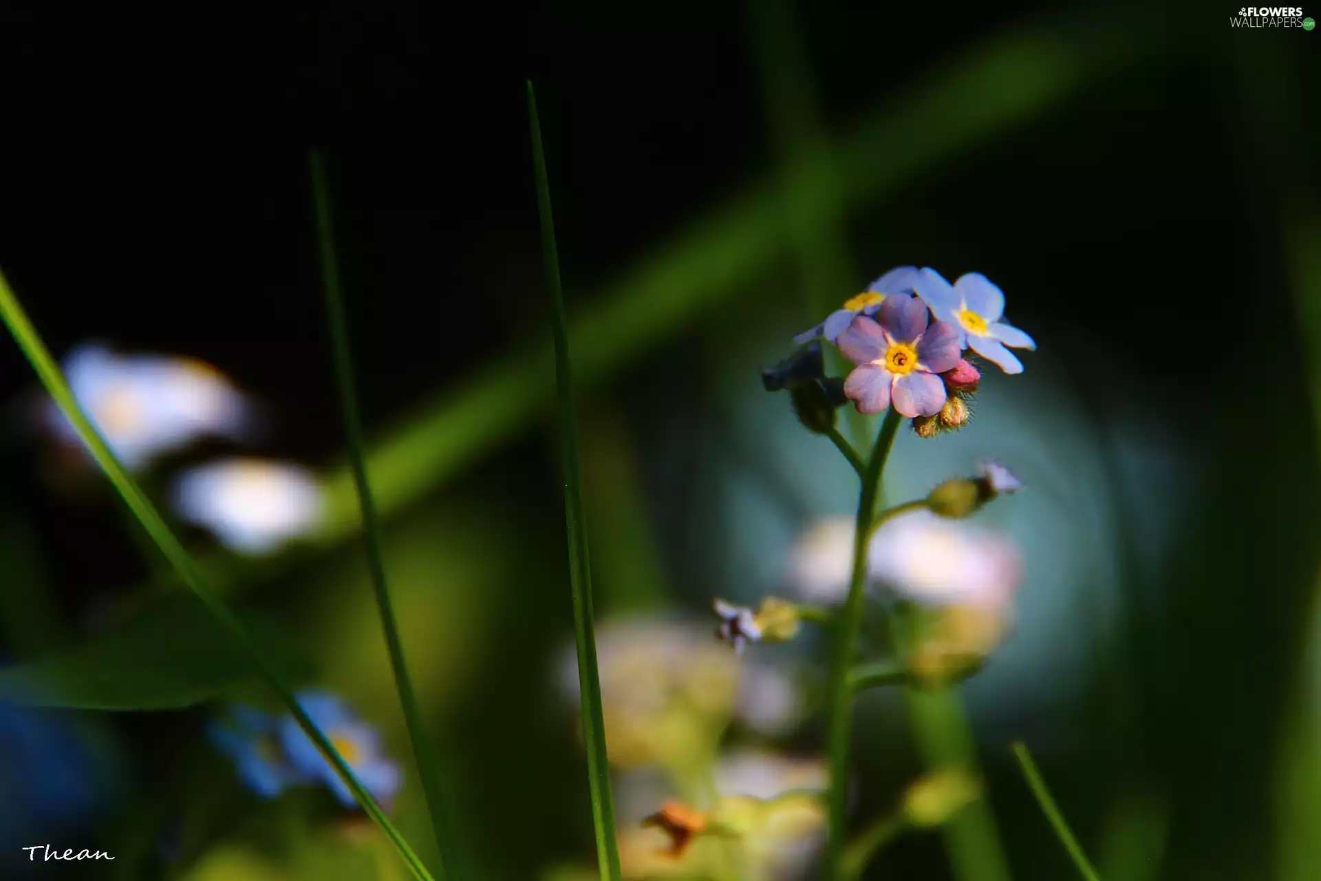 Flowers, Forget, Blue