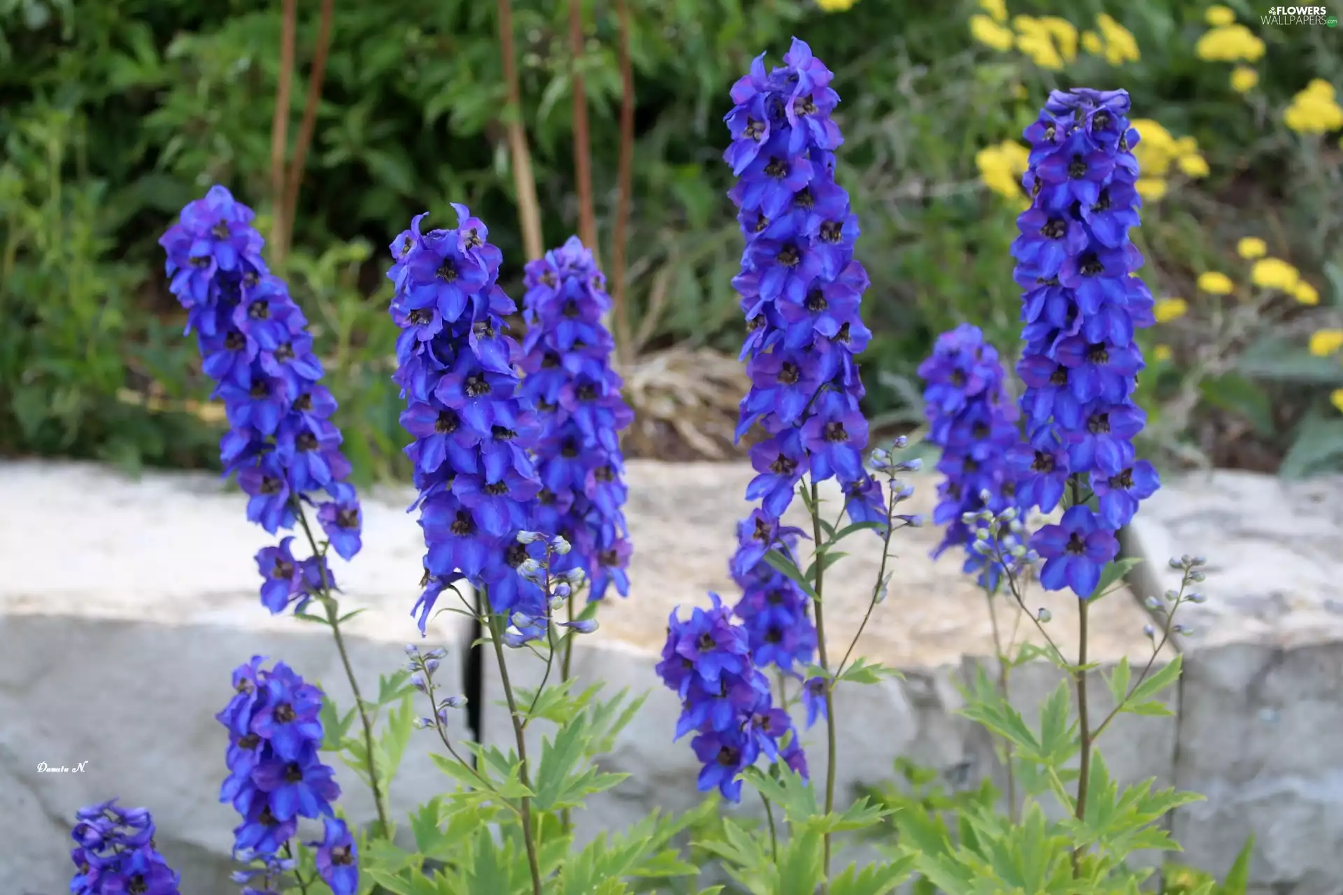 Blue, larkspur, Garden, Flowers
