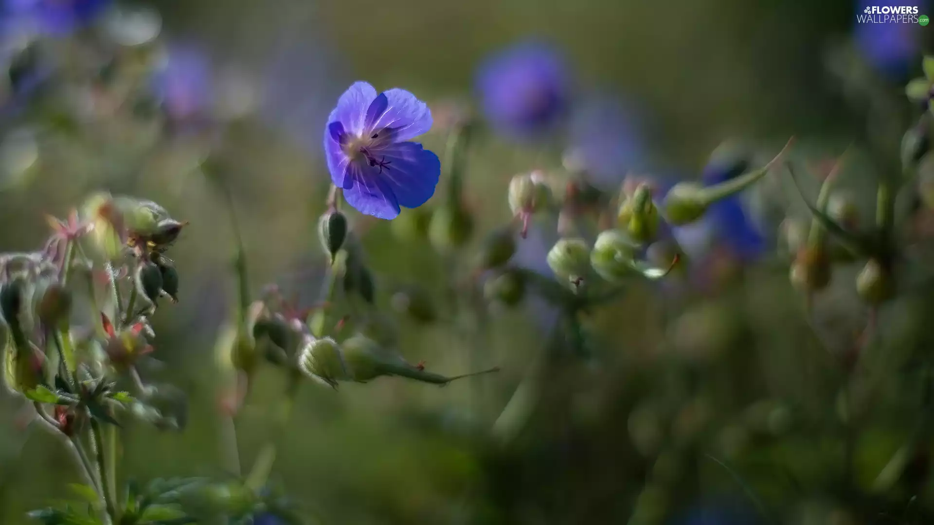 Blue, Buds, geranium, Flowers