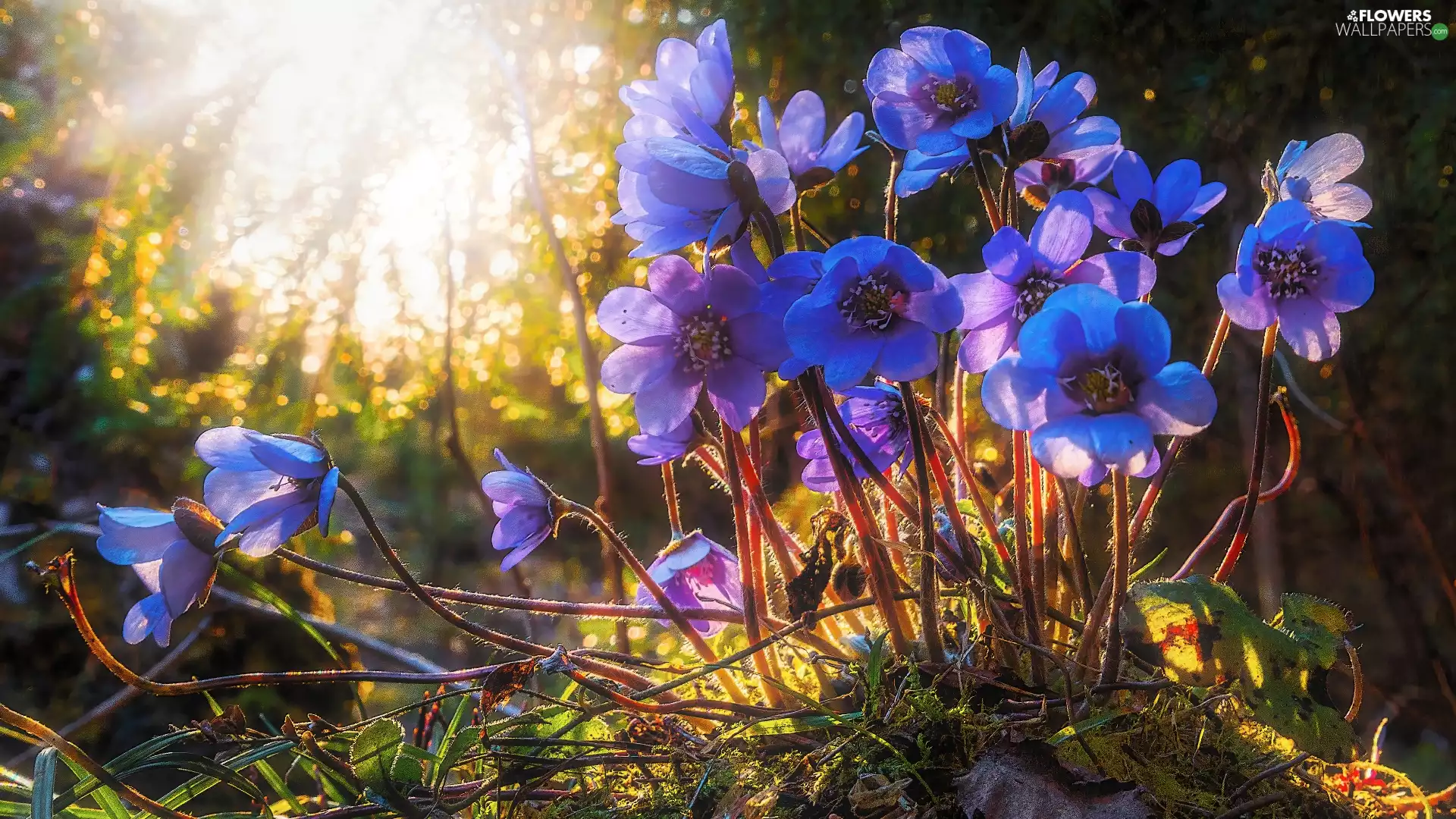 Blue, Liverworts, grass, Flowers