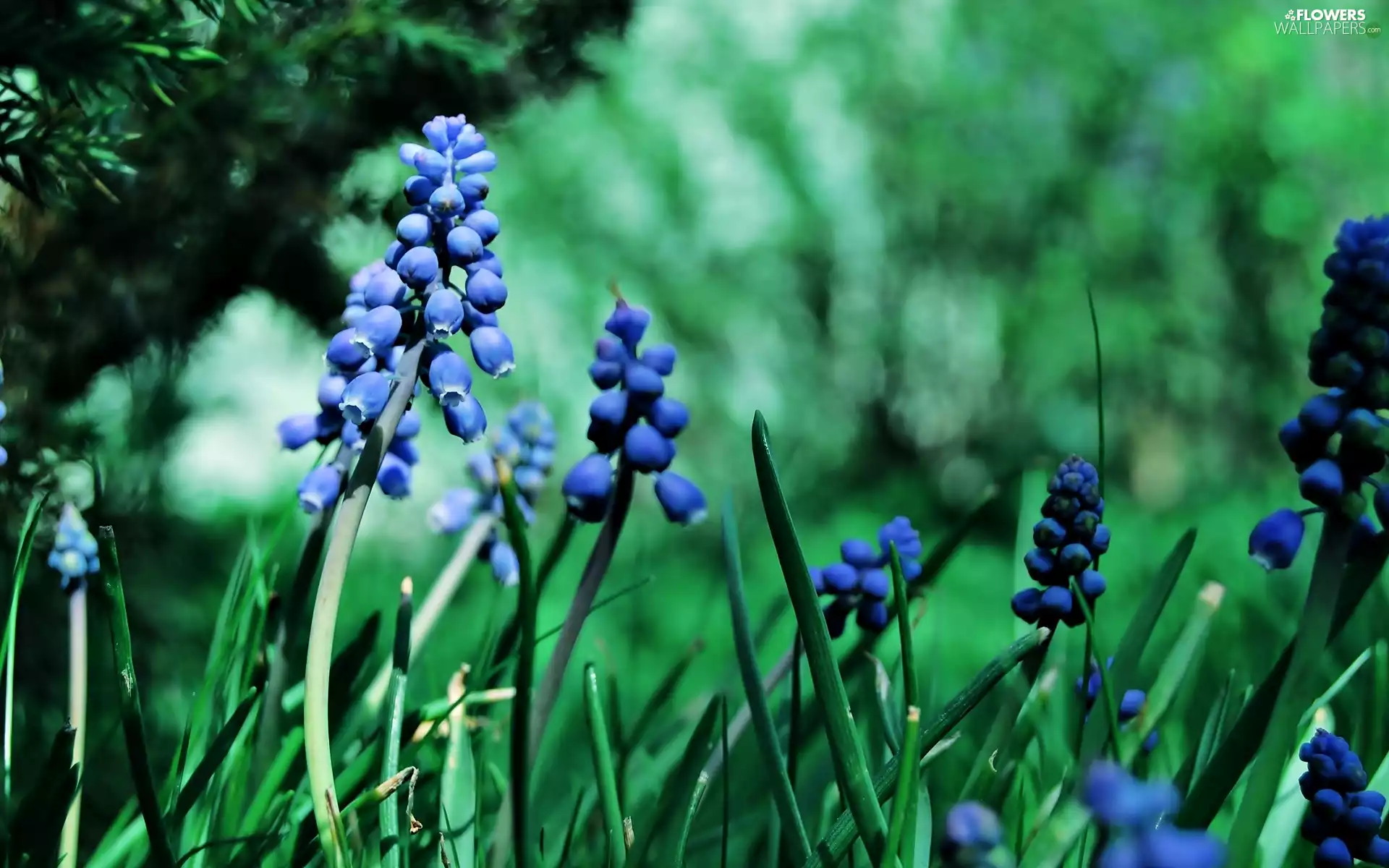 Blue, Muscari, green, Flowers