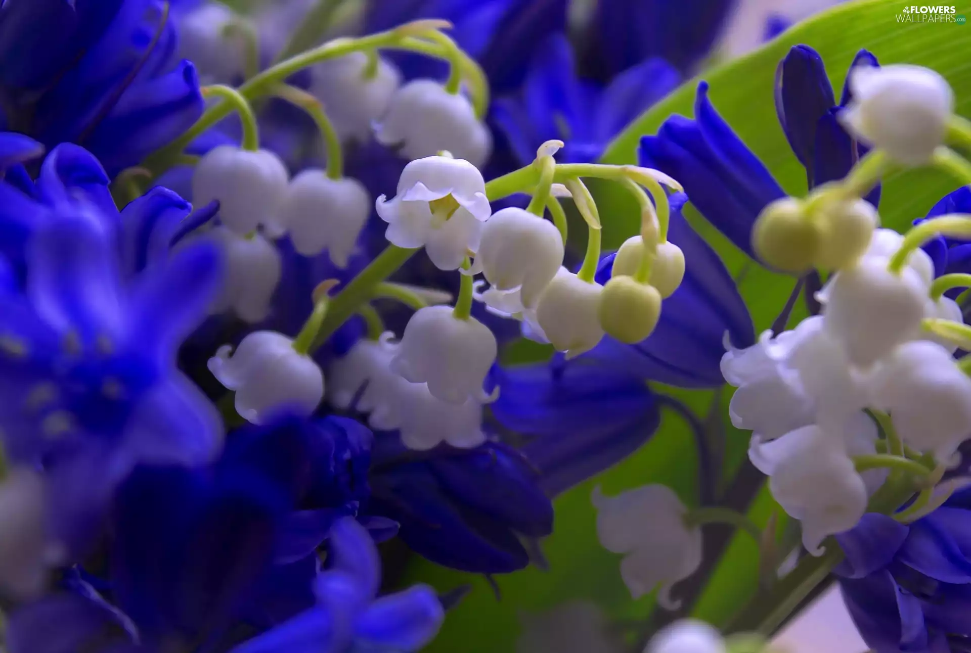 Flowers, lilies, Blue