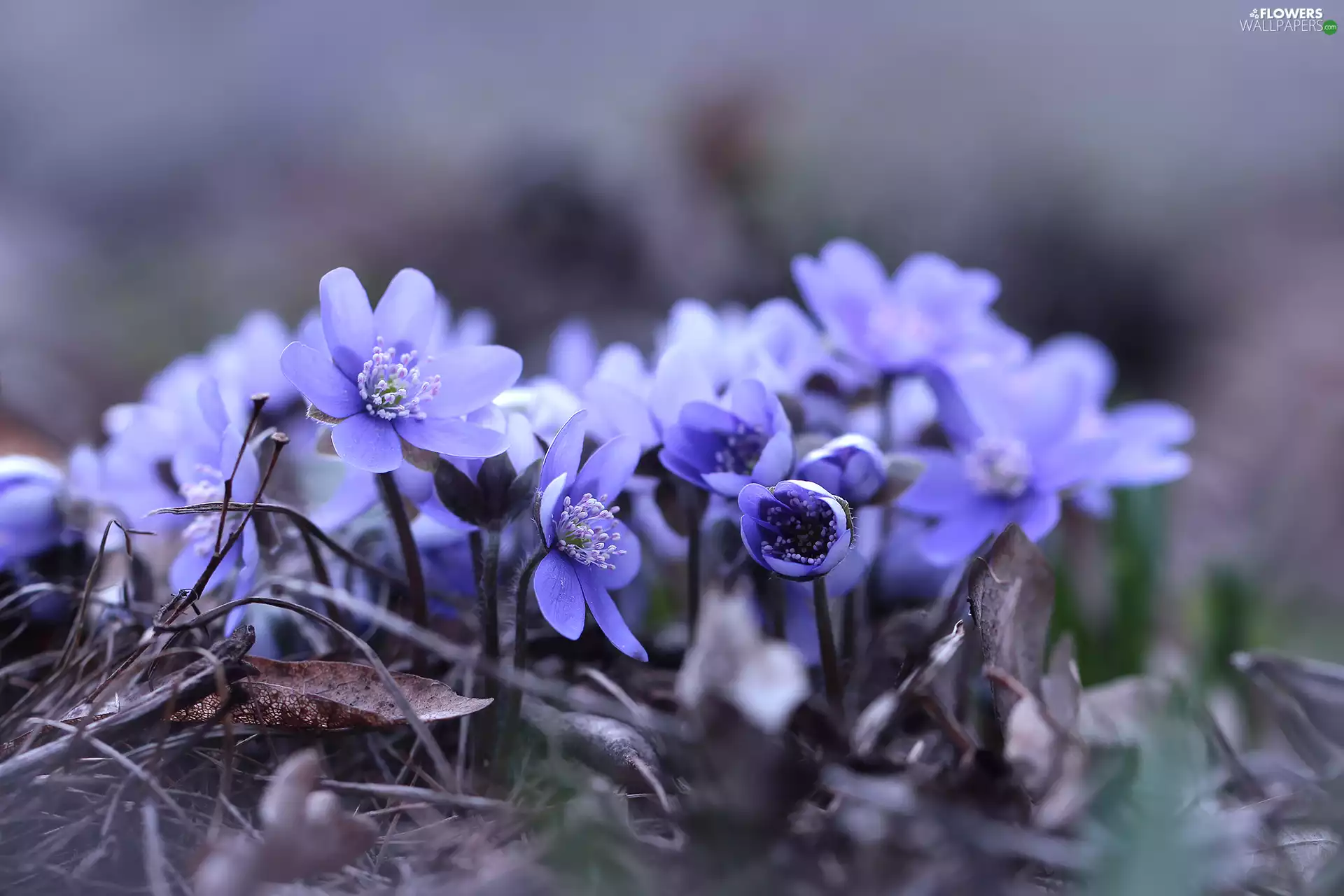 Flowers, Liverworts, Blue