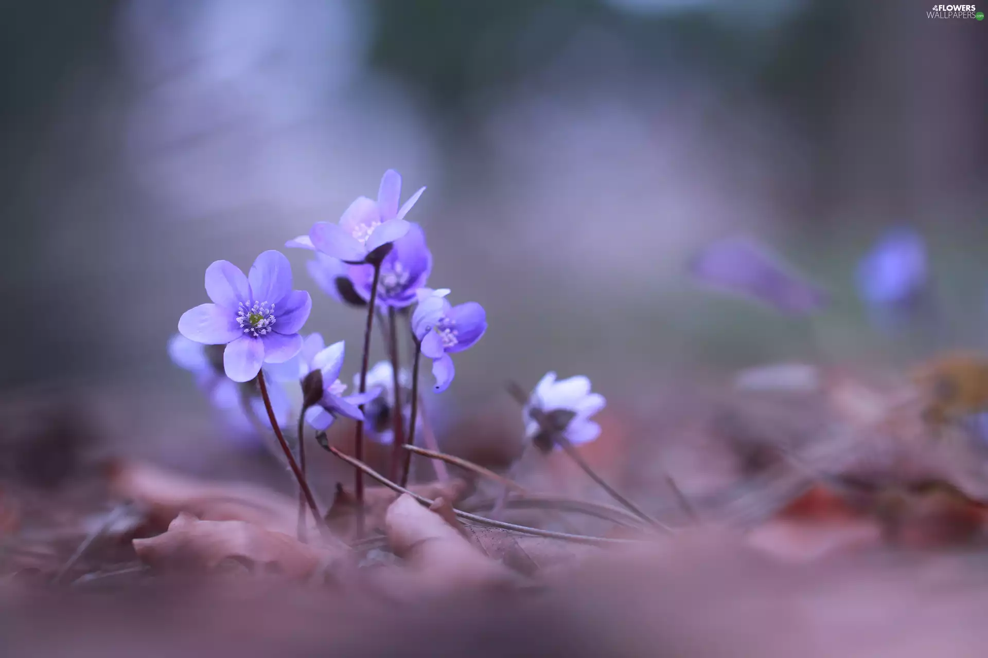 Flowers, Liverworts, Blue