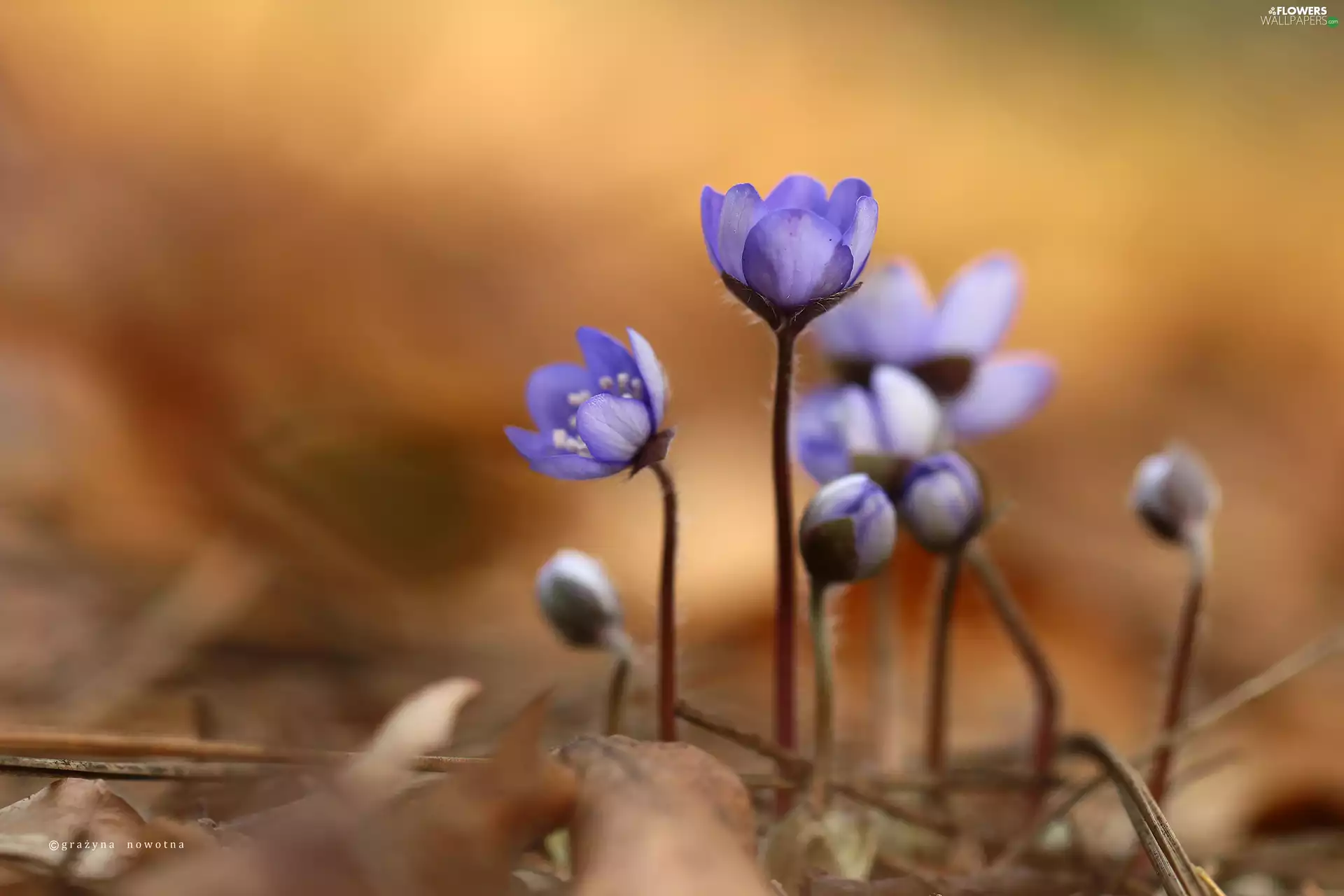 Flowers, Liverworts, Blue