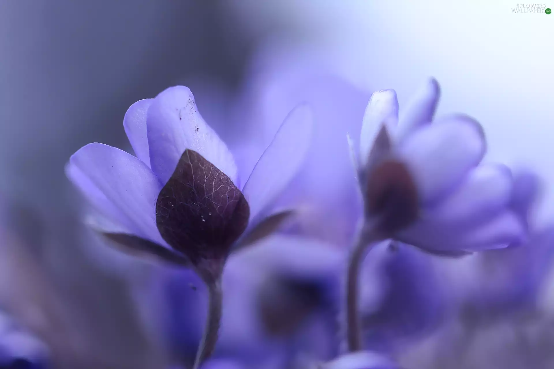 Flowers, Liverworts, Blue